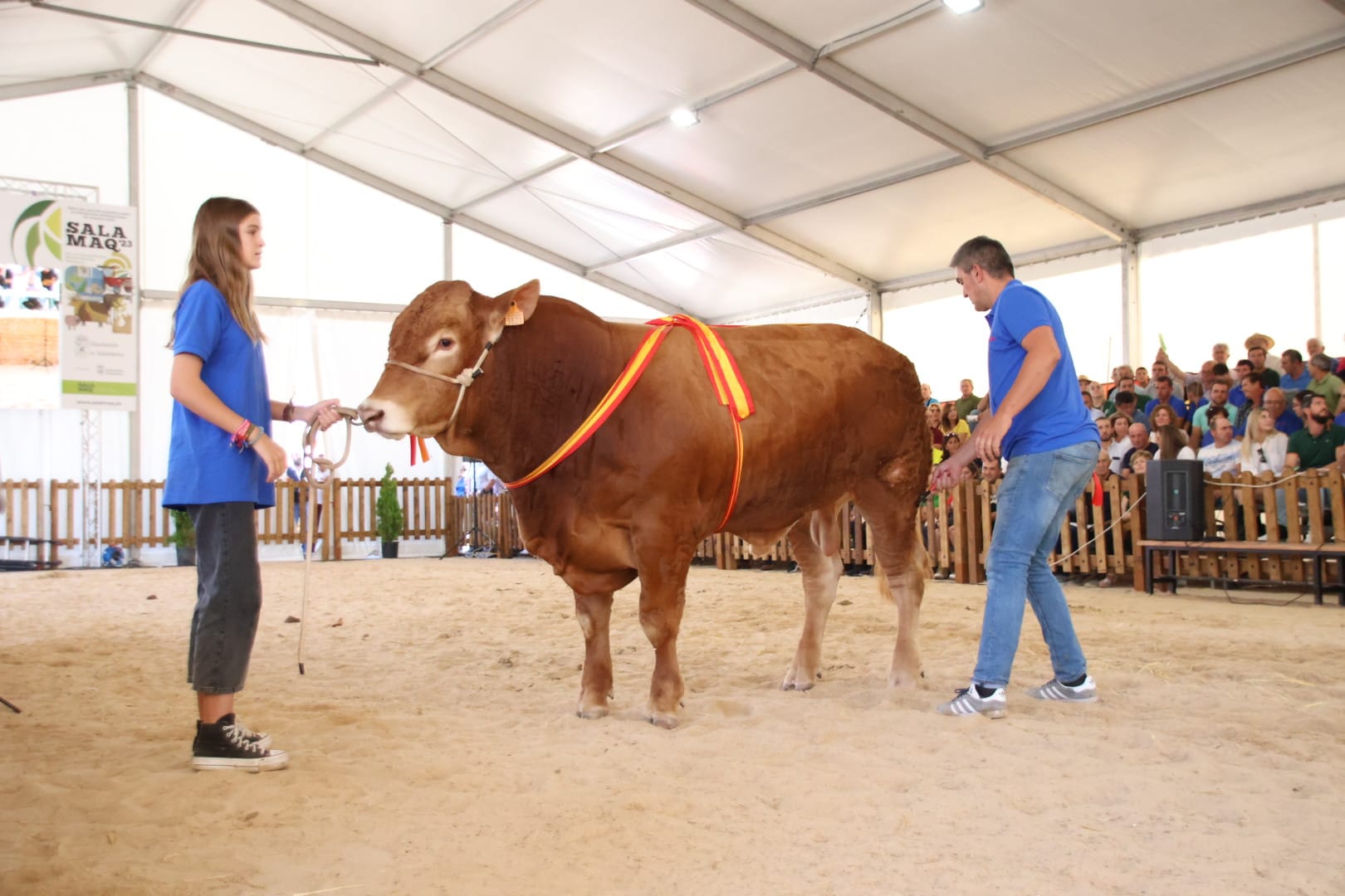 'Teodoro', el limusín extremeño campeón joven que alcanza el precio más alto con 9.500 euros en la Subasta Nacional de Ganado Vacuno. Foto Andrea M.