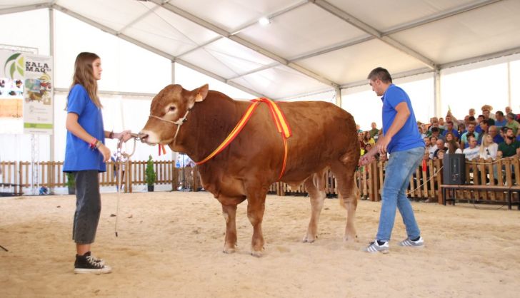 'Teodoro', el limusín extremeño campeón joven que alcanza el precio más alto con 9.500 euros en la Subasta Nacional de Ganado Vacuno. Foto Andrea M.