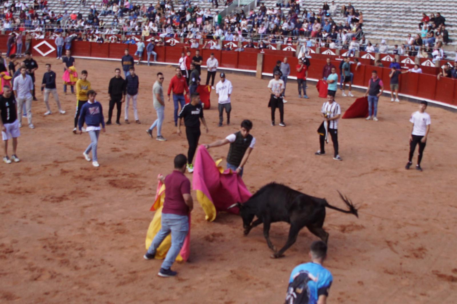 Suelta popular de vaquillas (1)