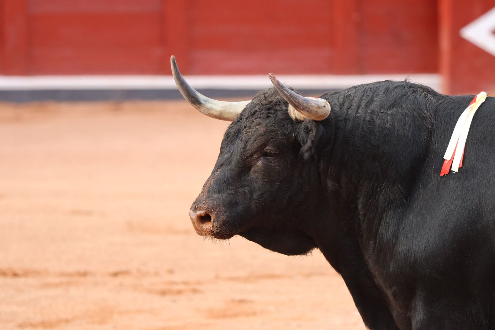 GALERÍA | Corrida concurso de despedida de López Chaves y El Juli: momentos más destacados del último festejo de abono de la Feria Taurina Virgen de la Vega 2023. Fotos Andrea M.