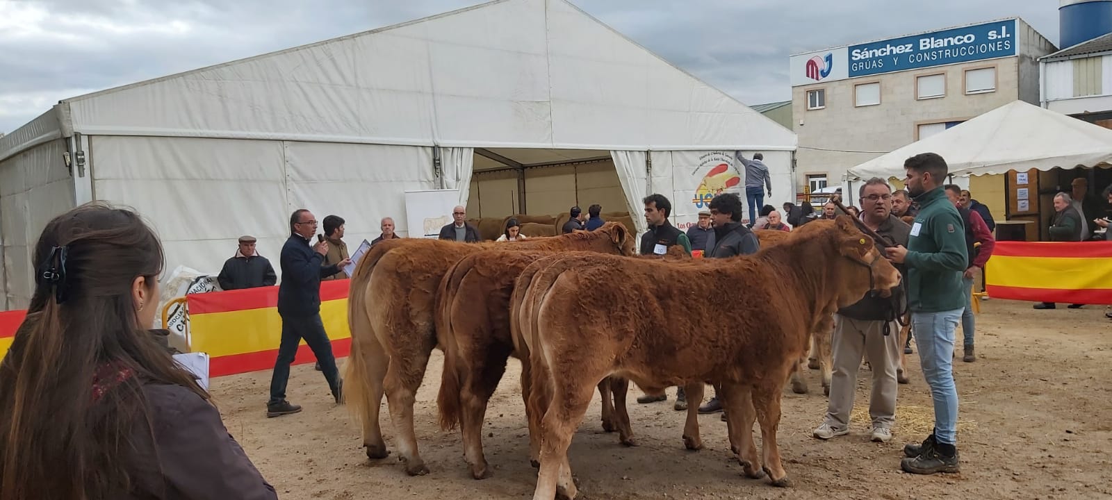 GALERÍA | Concursos y subastas de raza limusina, charolesa y avileña-negra ibérica en la Feria de San Andrés de Ciudad Rodrigo 2023