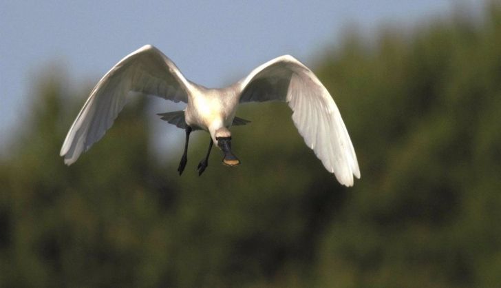 Espátula común. Foto JCYL