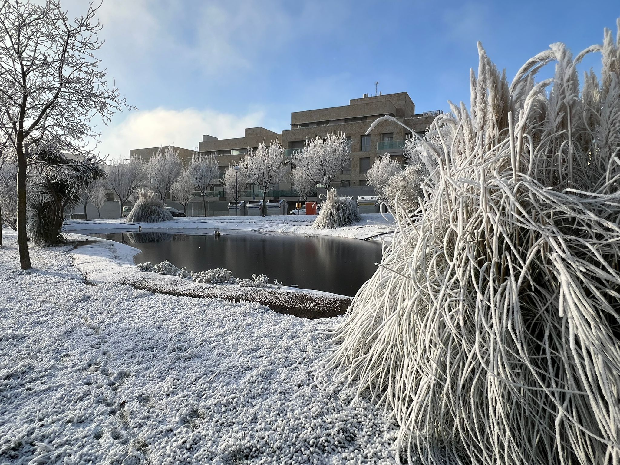 Cencellada en Salamanca, 19 de diciembre de 2023, Vistahermosa. Foto Verónica Tapia