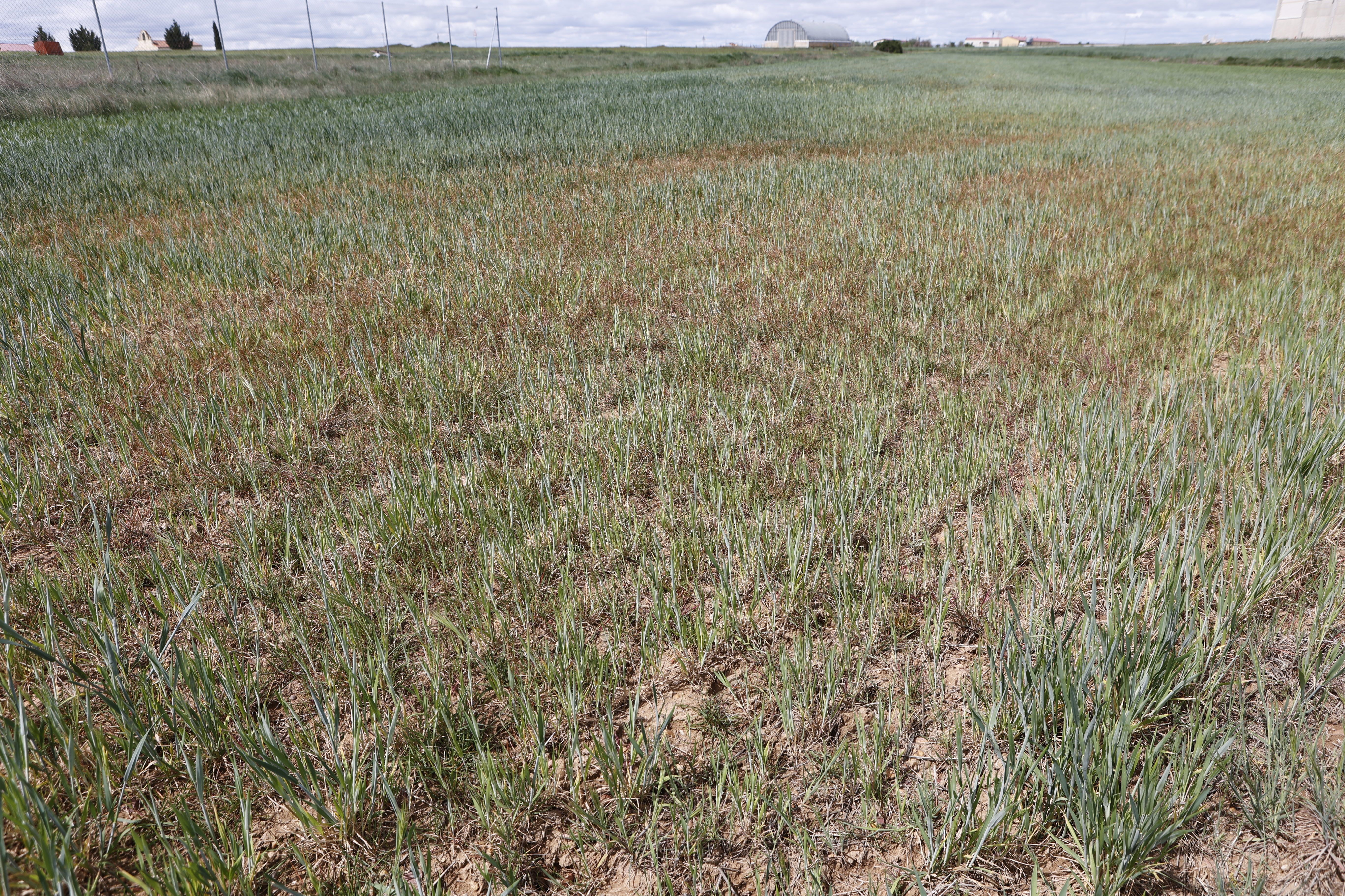 Campos de cultivo afectados por la sequía - Concha Ortega (ICAL)