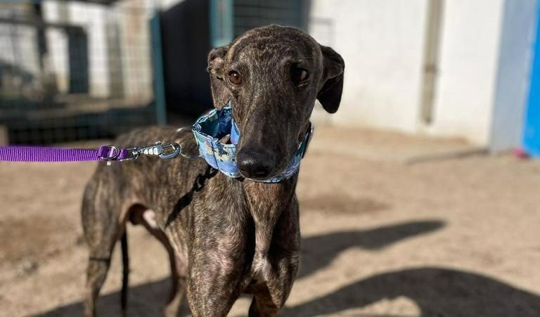 los galgos atacan a los humanos