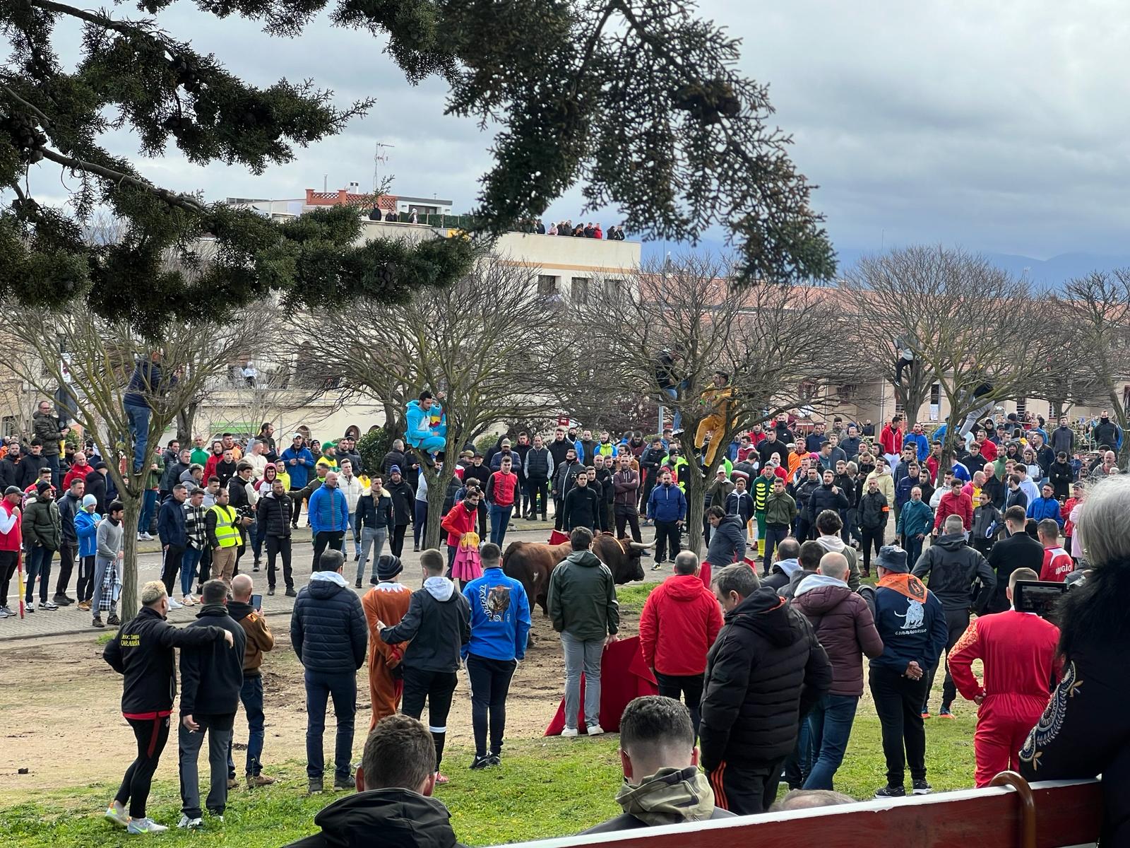 Encierro del Toro del Antruejo del Carnaval de Ciudad Rodrigo