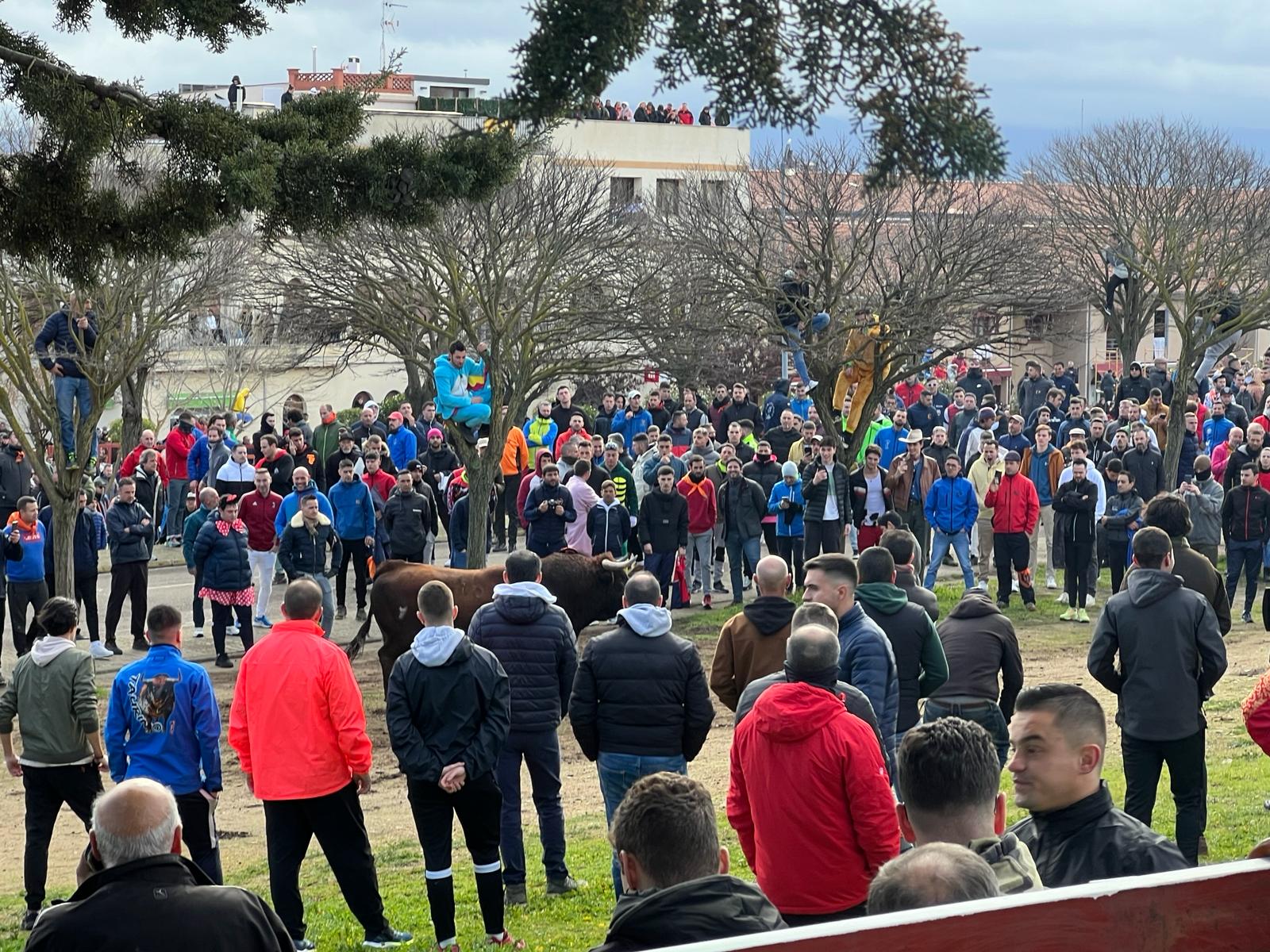 Encierro del Toro del Antruejo del Carnaval de Ciudad Rodrigo