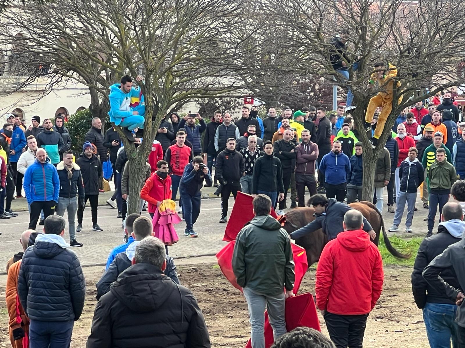 Encierro del Toro del Antruejo del Carnaval de Ciudad Rodrigo