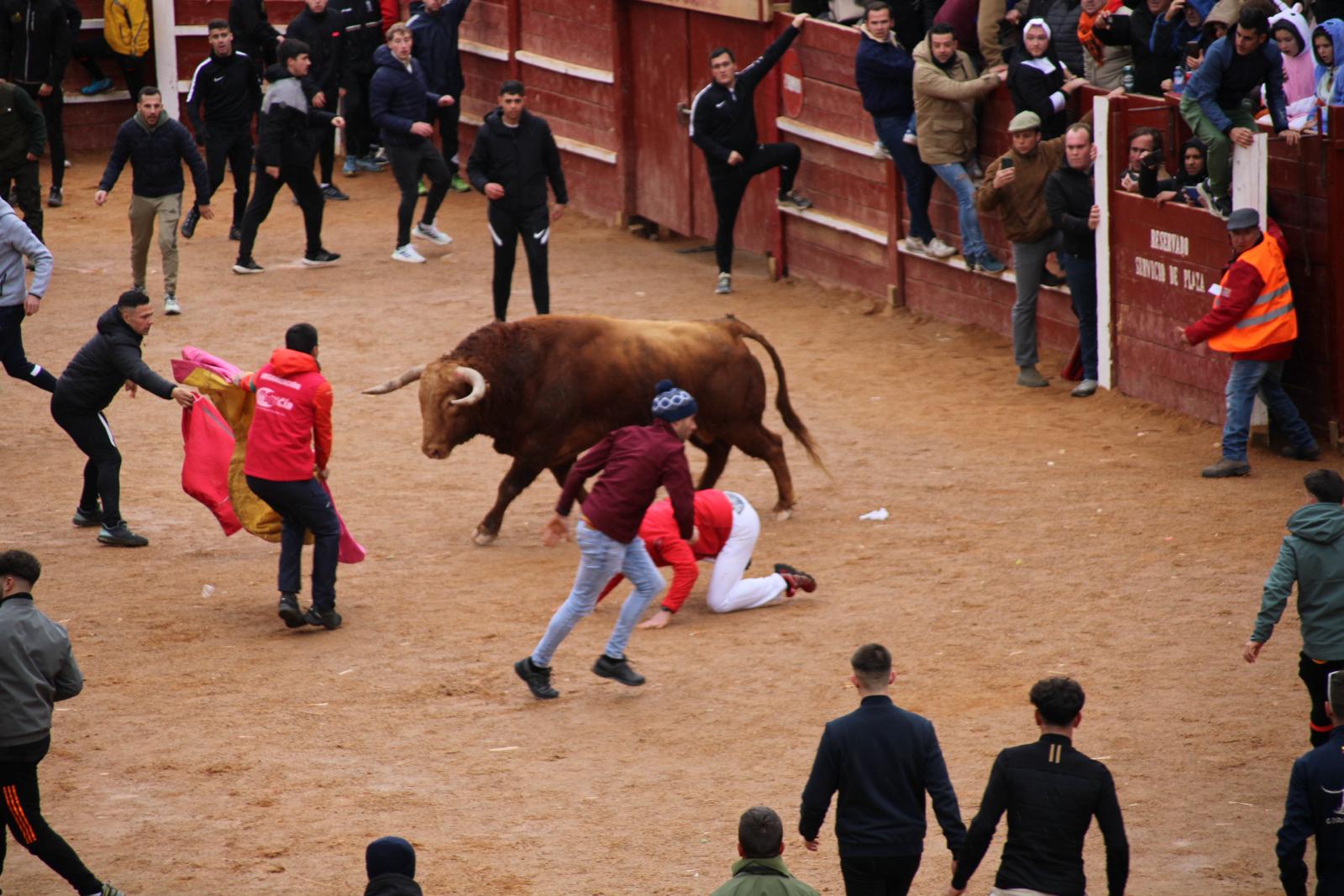 Percance de uno de los mozos a la entrada de la plaza en el encierro del sábado en Ciudad Rodrigo. Fotos S24H