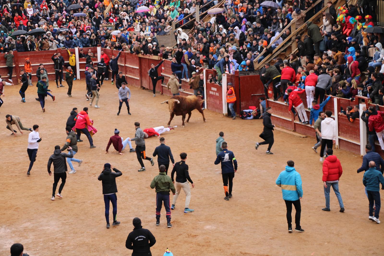 Percance de uno de los mozos a la entrada de la plaza en el encierro del sábado en Ciudad Rodrigo. Fotos S24H