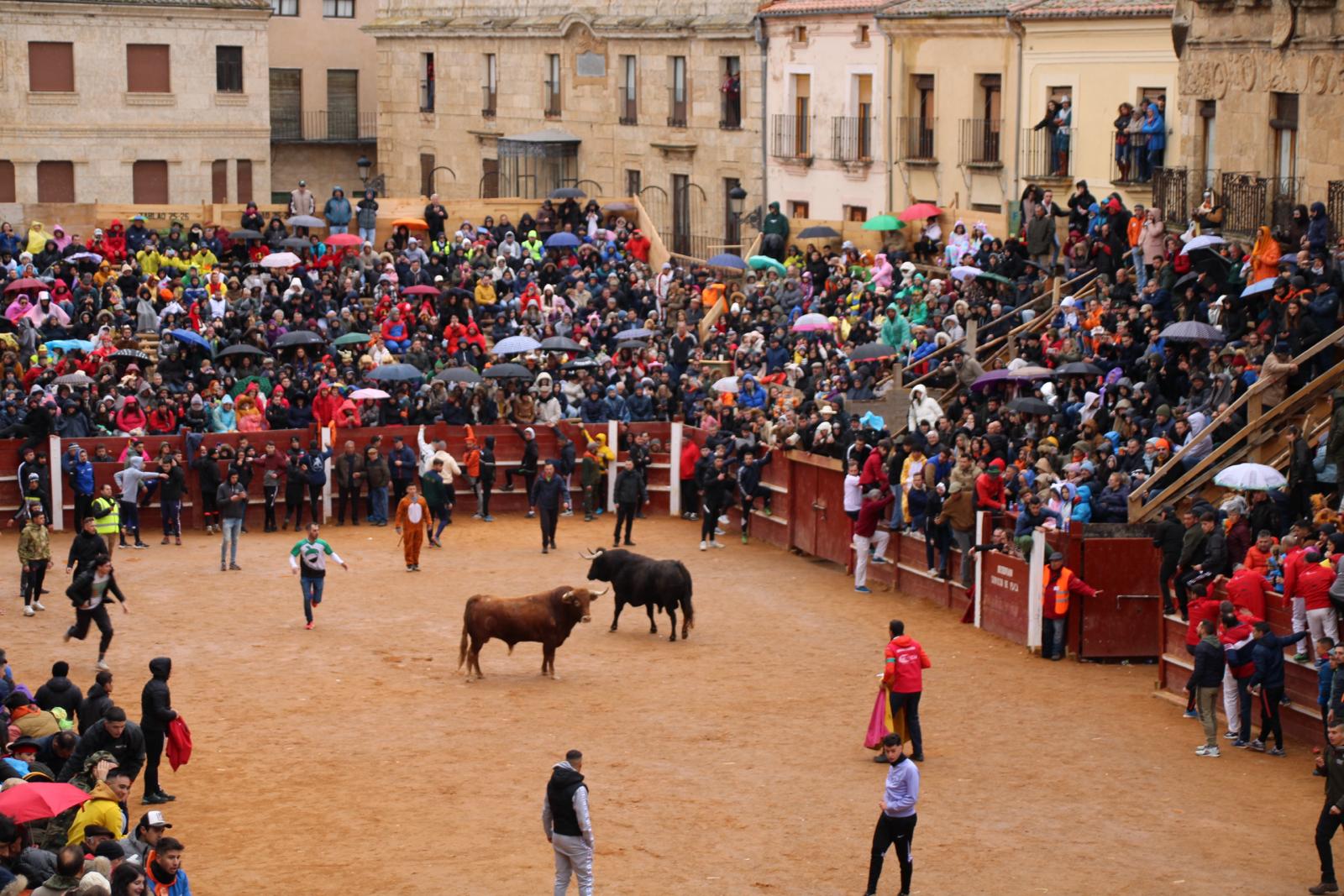 Percance de uno de los mozos a la entrada de la plaza en el encierro del sábado en Ciudad Rodrigo. Fotos S24H