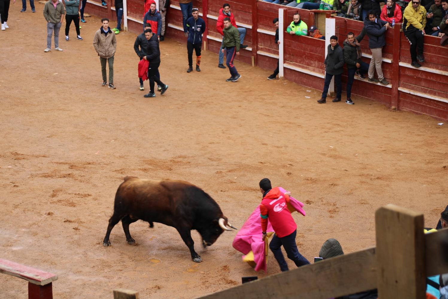 Encierro del Toro del Antruejo del Carnaval de Ciudad Rodrigo