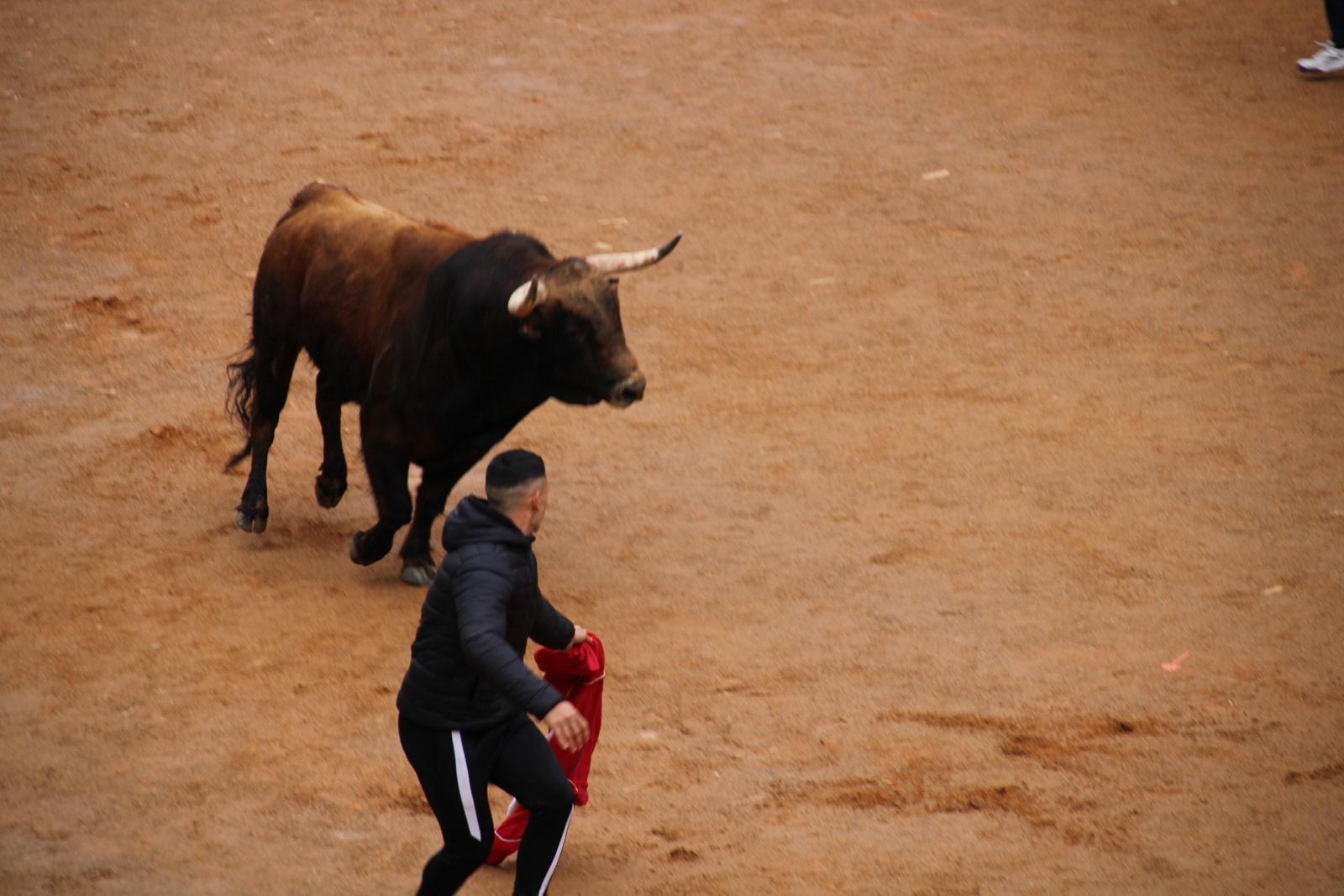 Encierro del Toro del Antruejo del Carnaval de Ciudad Rodrigo