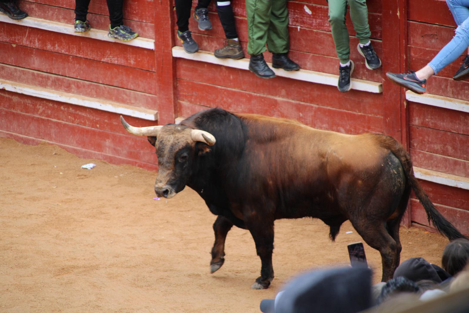 Encierro del Toro del Antruejo del Carnaval de Ciudad Rodrigo