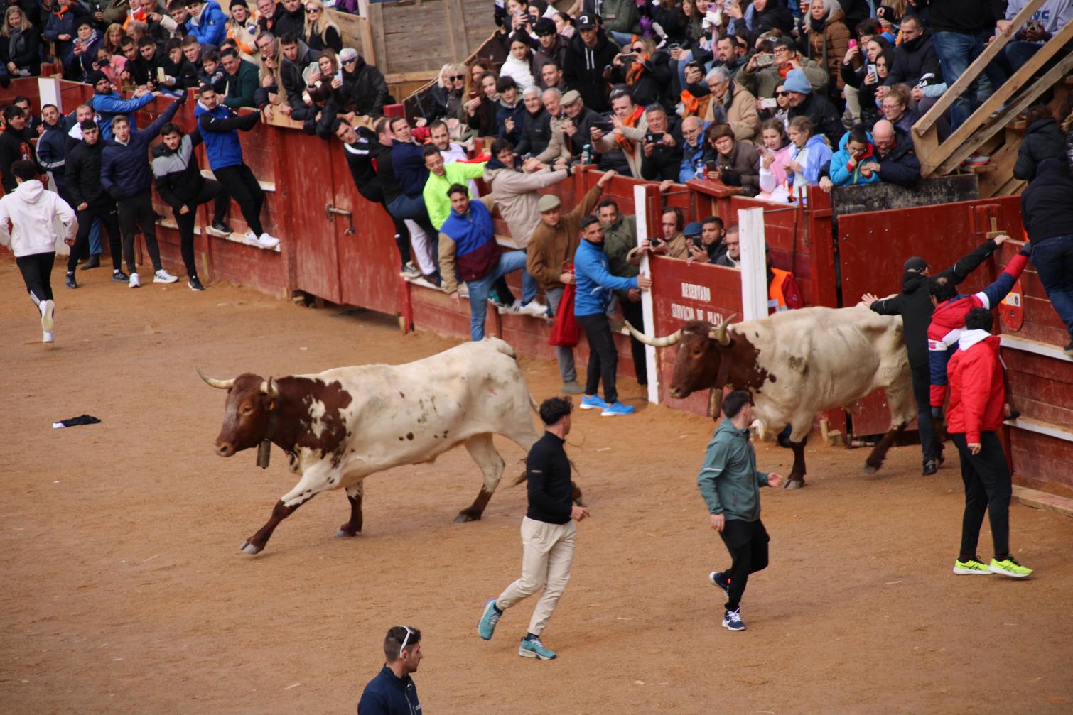 Encierro del Toro del Antruejo del Carnaval de Ciudad Rodrigo