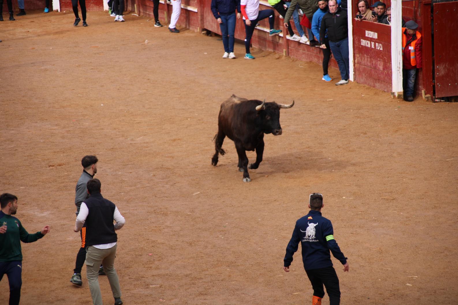 Encierro del Toro del Antruejo del Carnaval de Ciudad Rodrigo