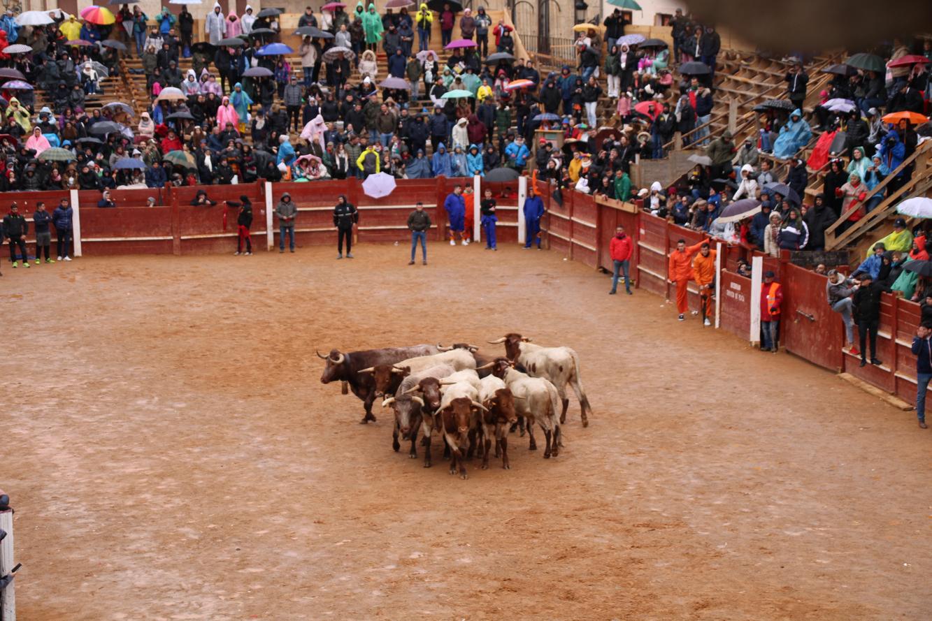 Desencierro del domingo de Carnaval 