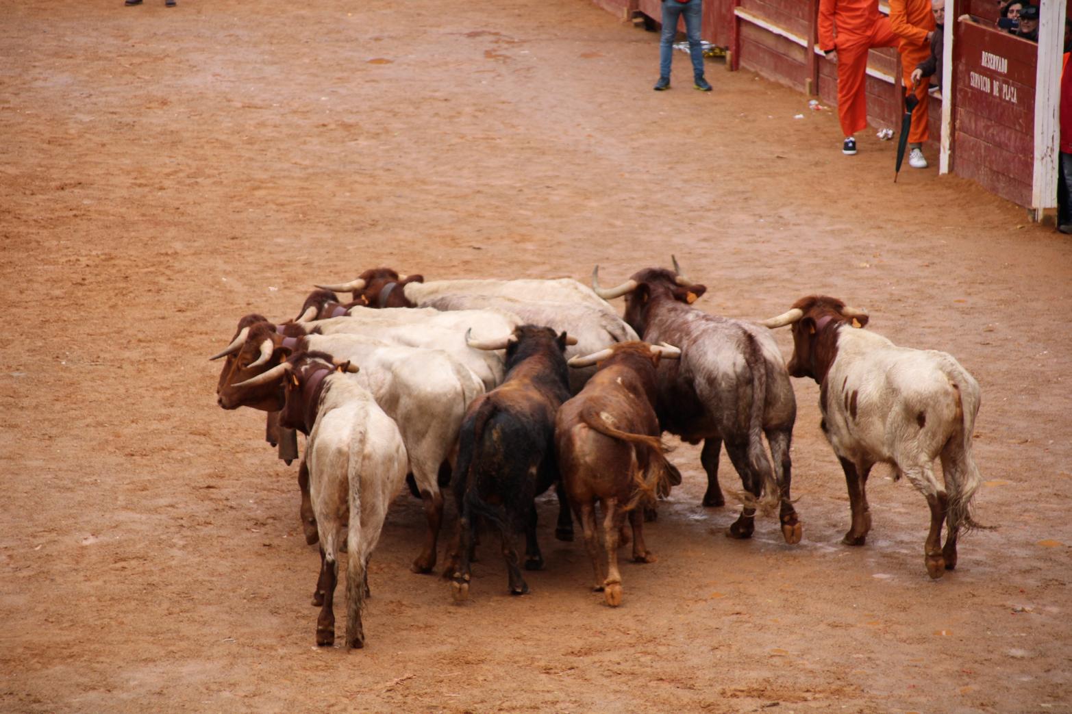 Desencierro del domingo de Carnaval 