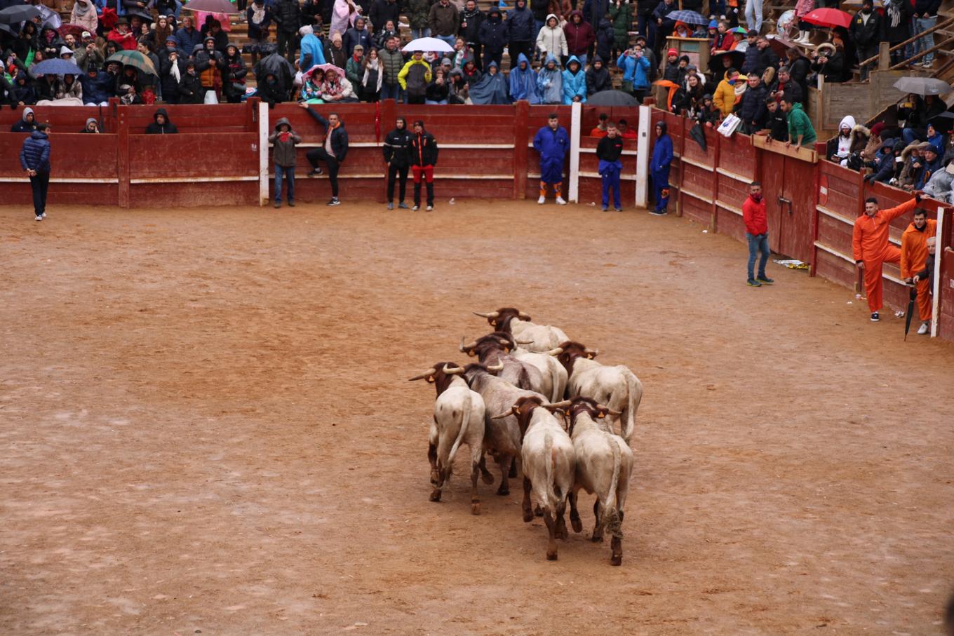 Desencierro del domingo de Carnaval 