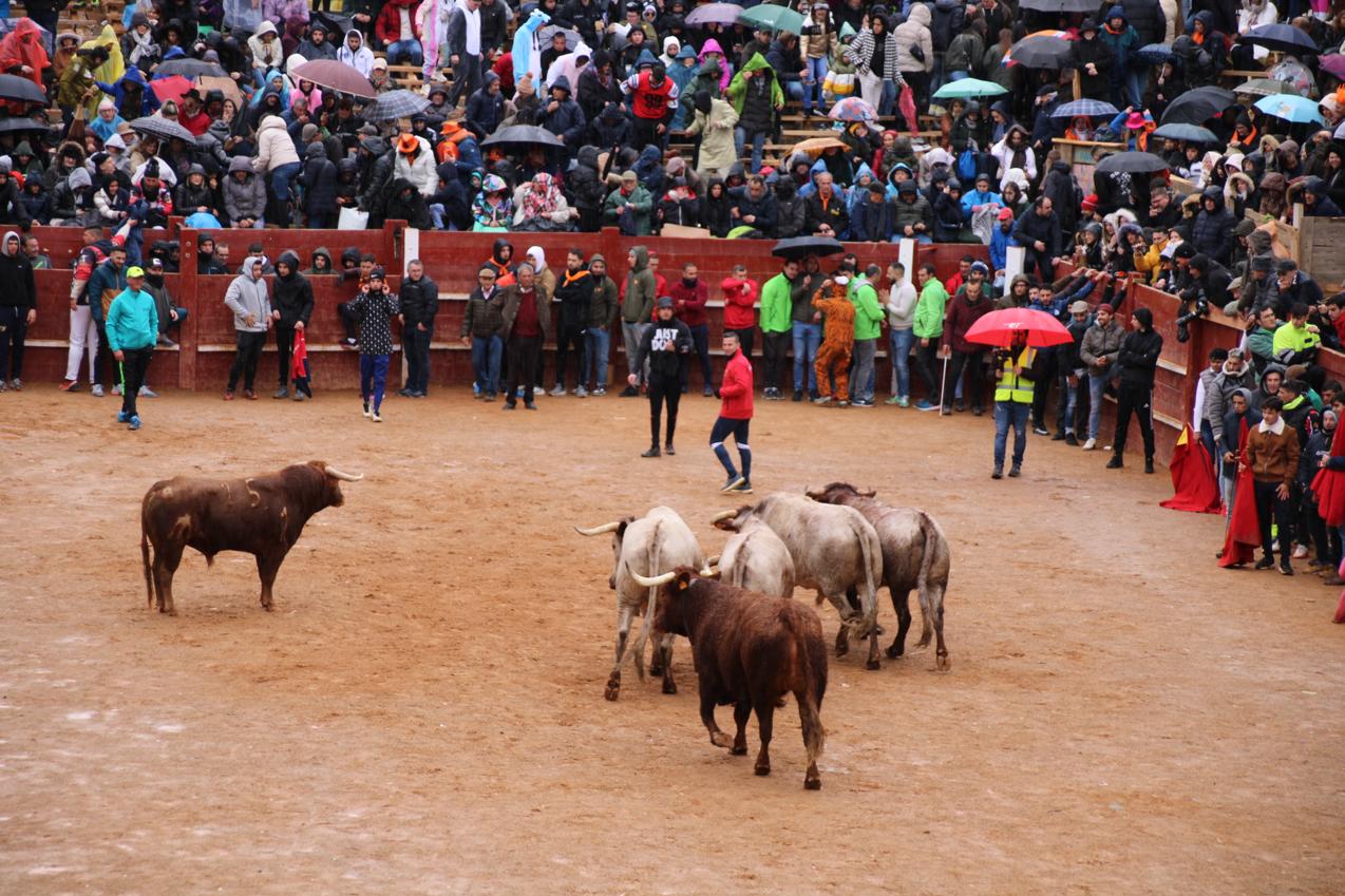 Desencierro del domingo de Carnaval 