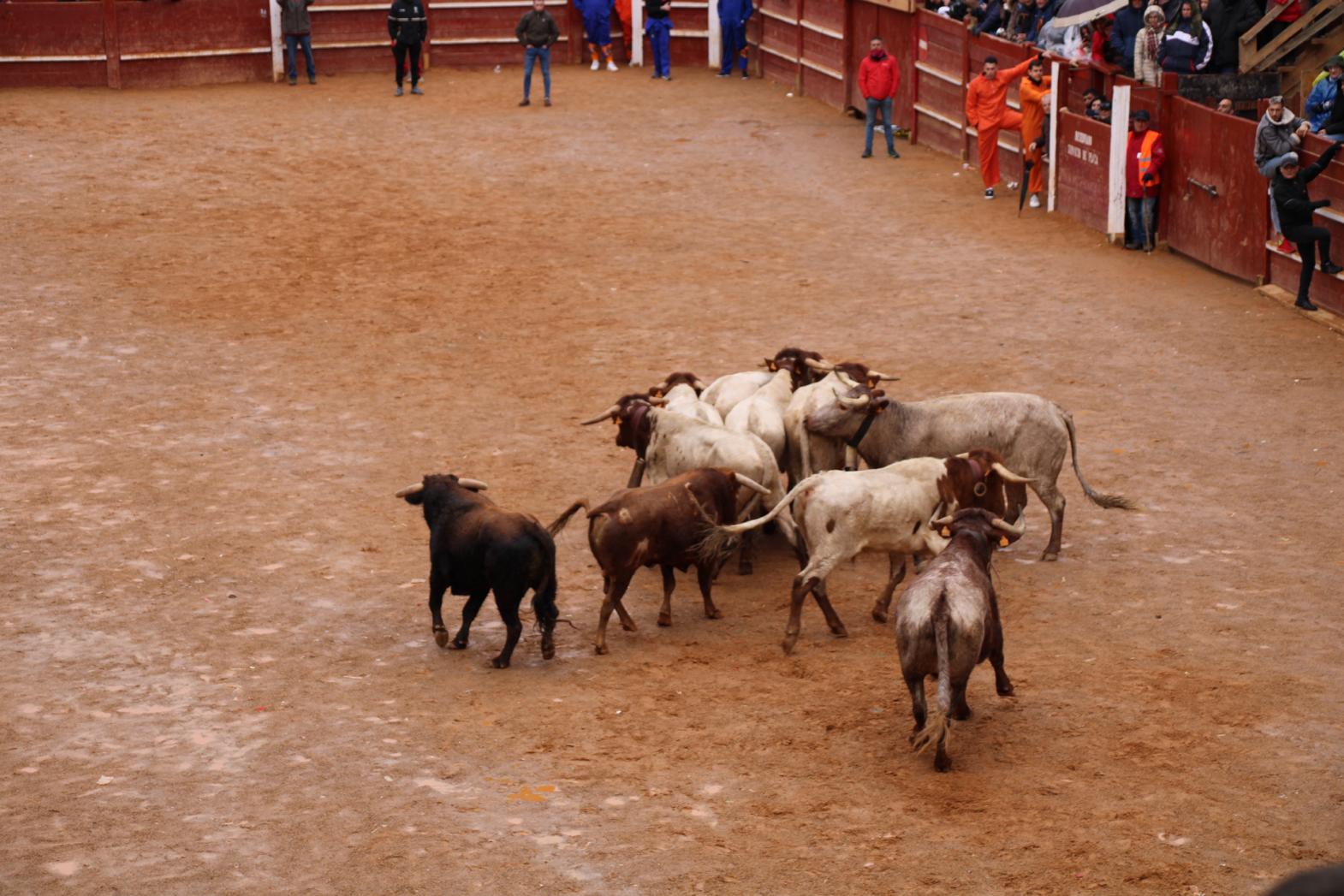 Desencierro del domingo de Carnaval 