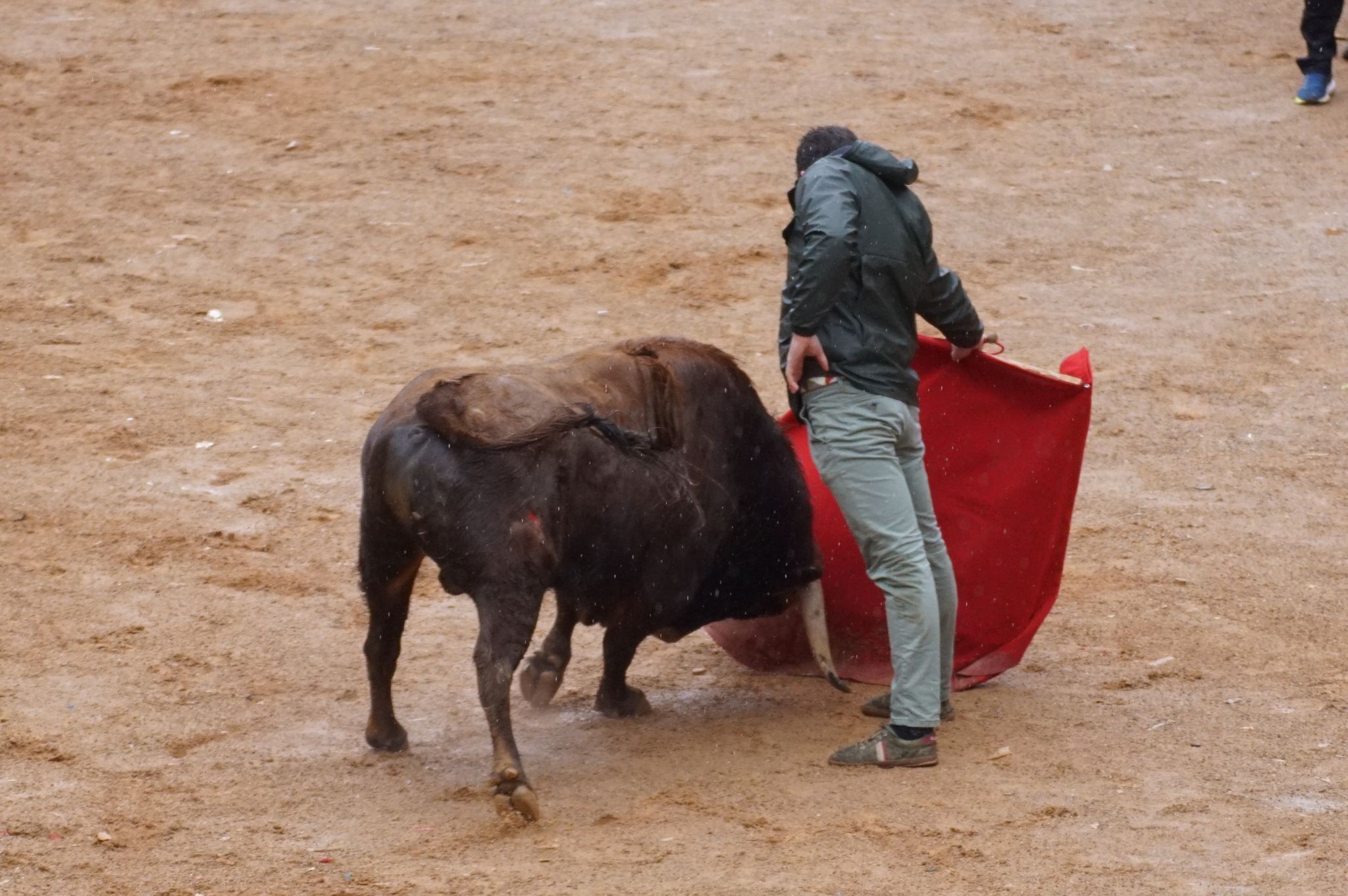 Capea del domingo de Carnaval por la mañana tras el encierro de a caballo. Fotos: Juanes