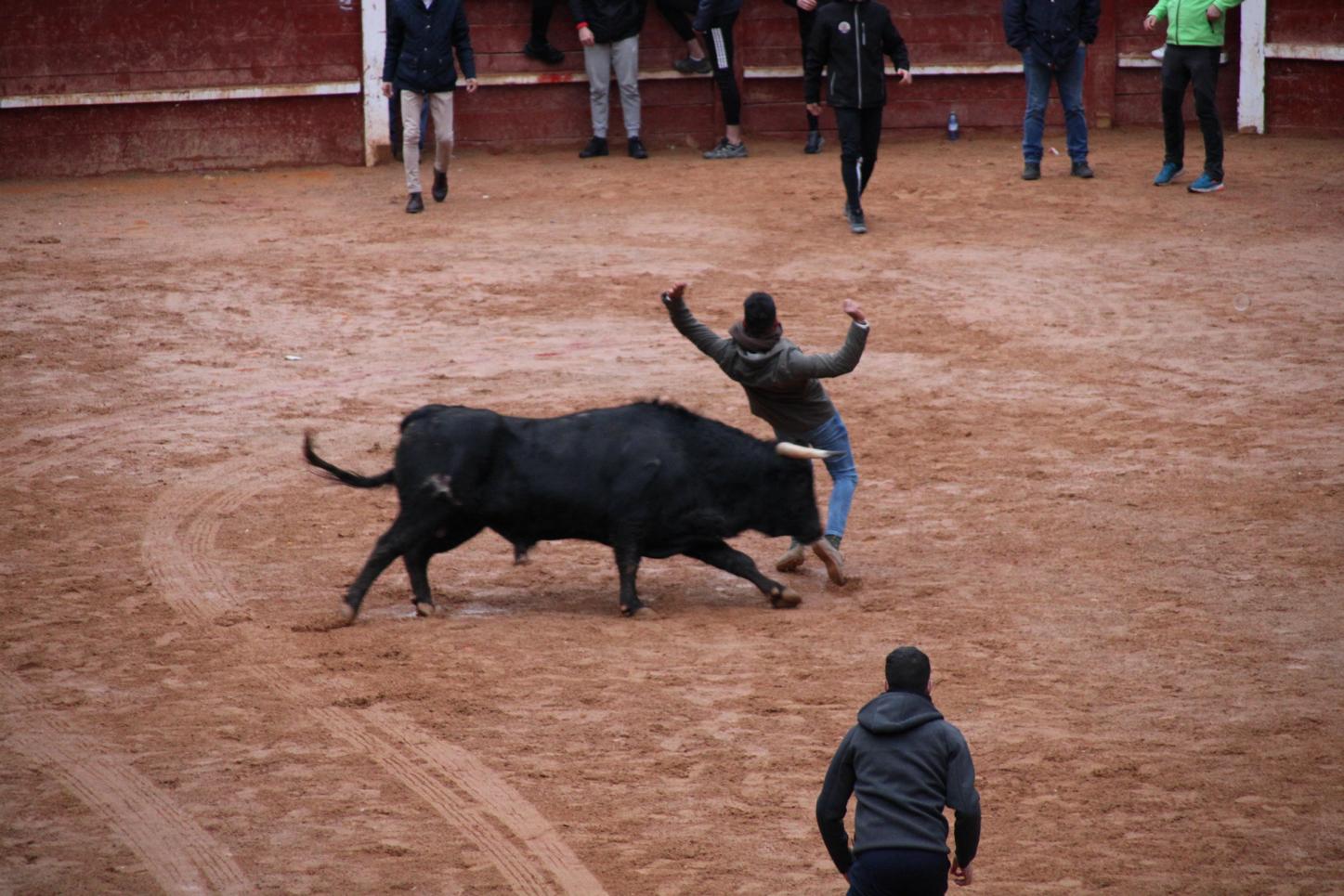 Recortadores en los astados de Guadajira en el Carnaval del Toro de Ciudad Rodrigo