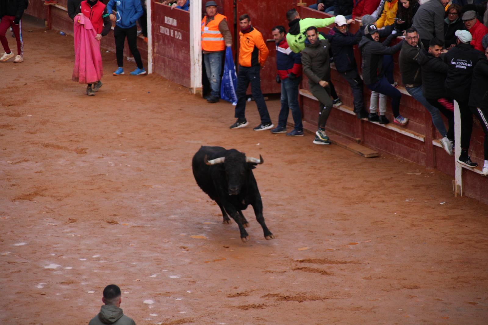 Toro del aguardiente en Ciudad Rodrigo. Carnaval 24 (10)