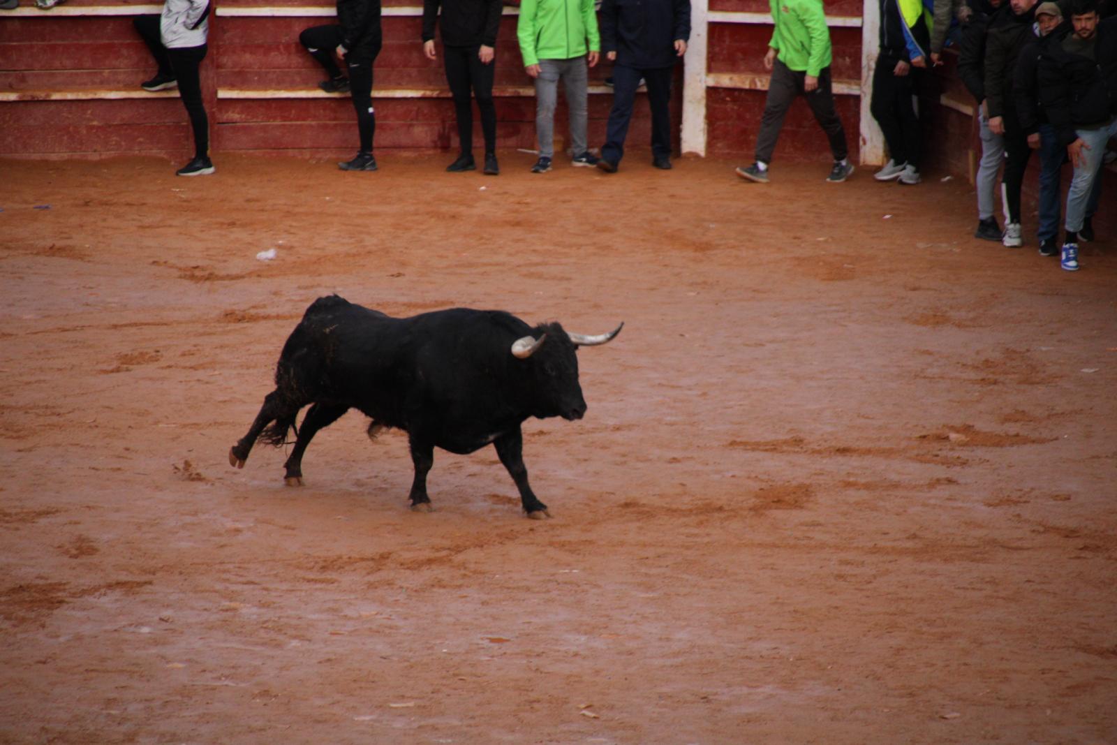 Toro del aguardiente en Ciudad Rodrigo. Carnaval 24 (11)