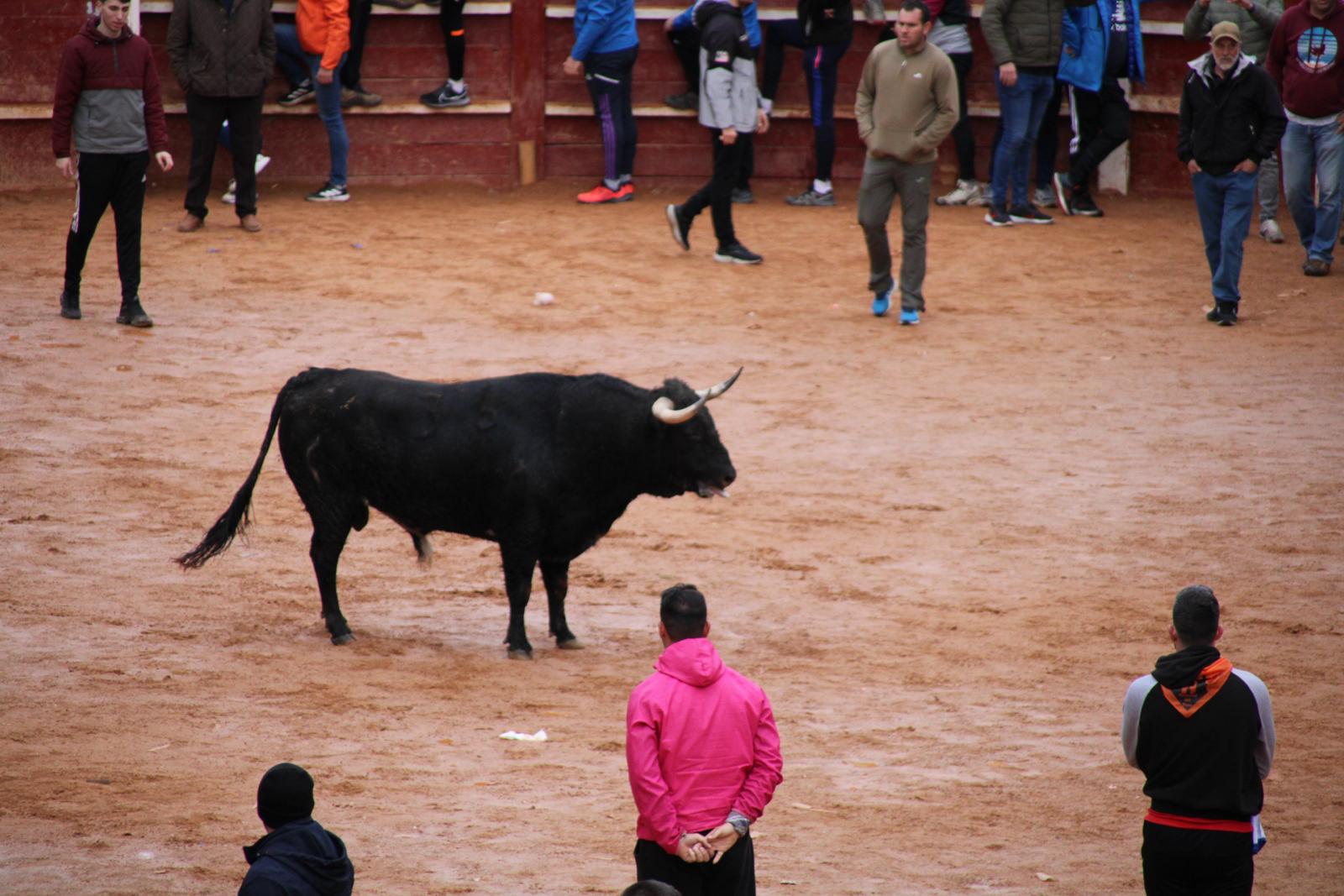 Toro del aguardiente en Ciudad Rodrigo. Carnaval 24 (20)