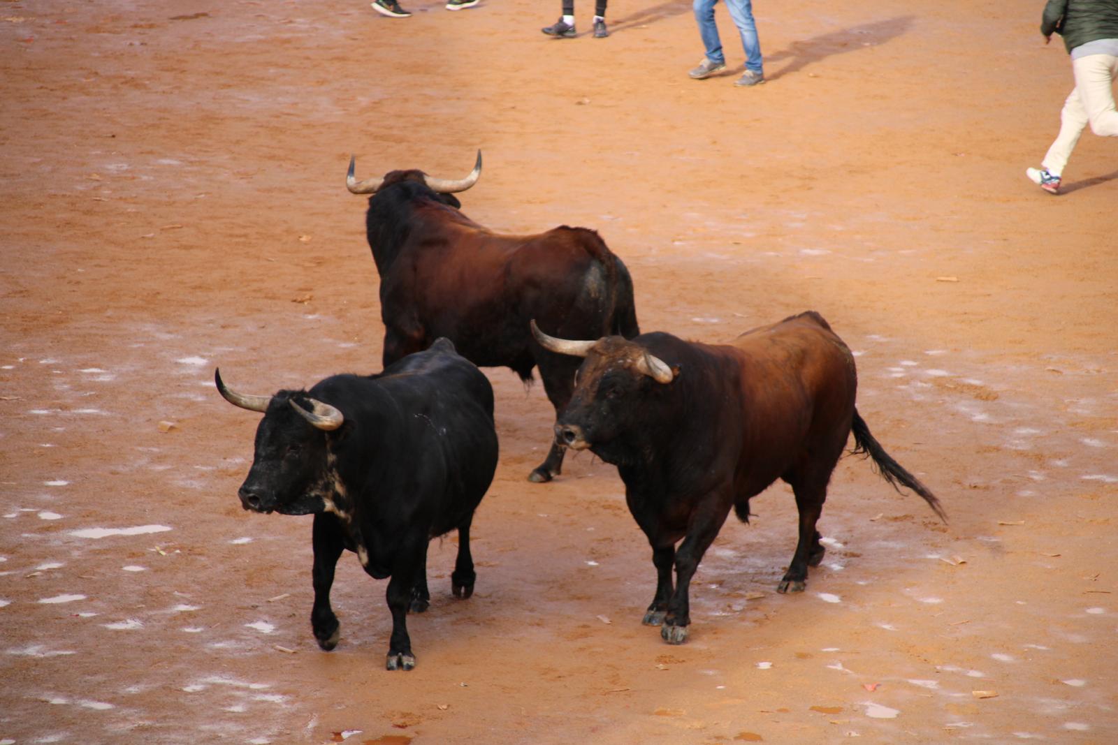 Encierro del martes de Carnaval en Ciudad Rodrigo (2)