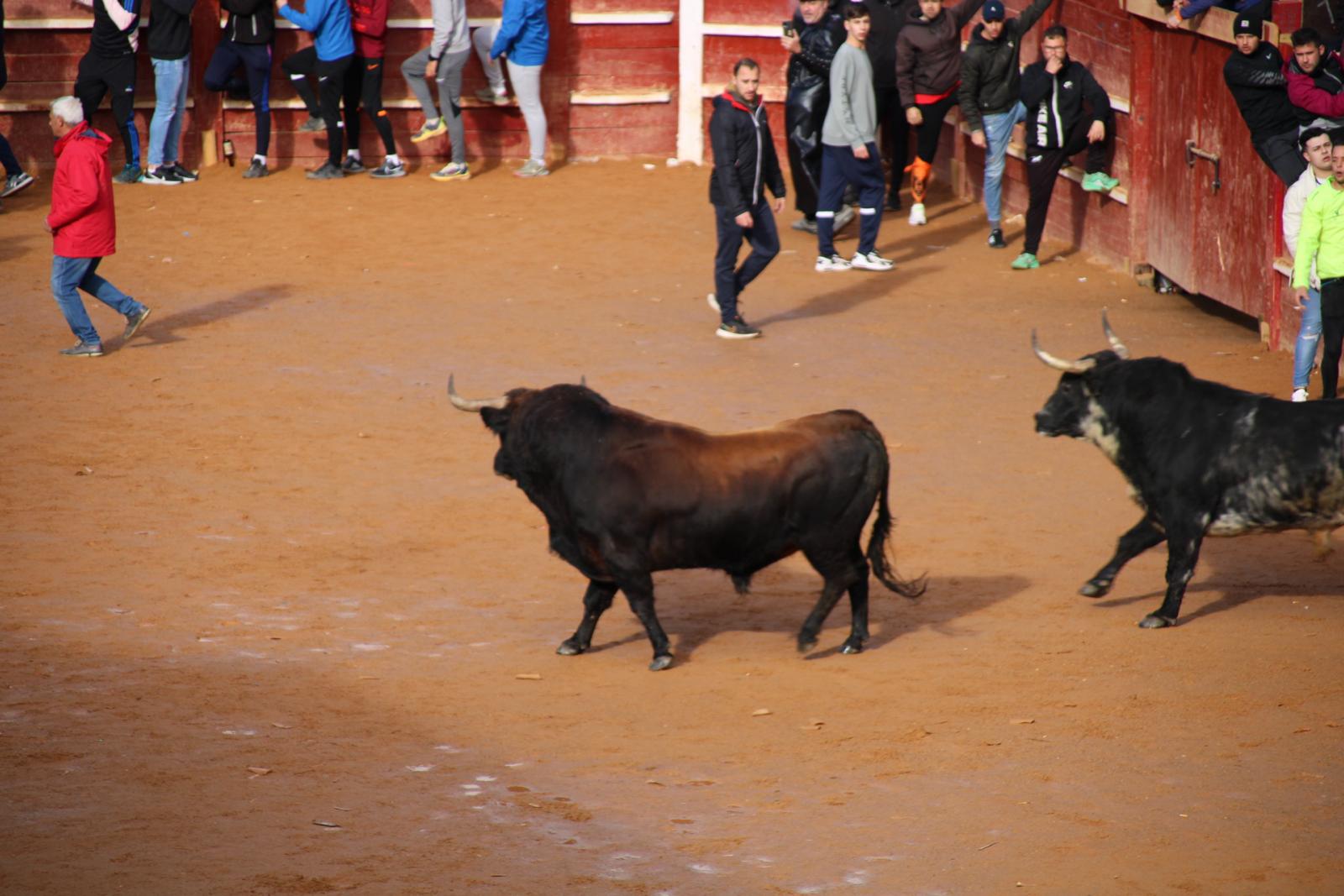 Encierro del martes de Carnaval en Ciudad Rodrigo (3)