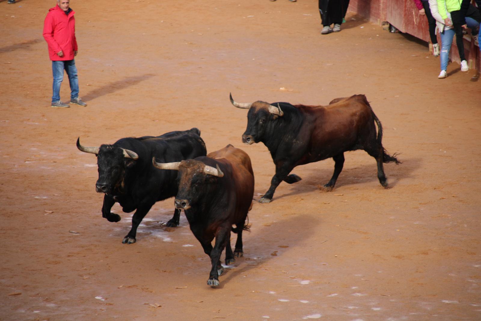 Encierro del martes de Carnaval en Ciudad Rodrigo (5)