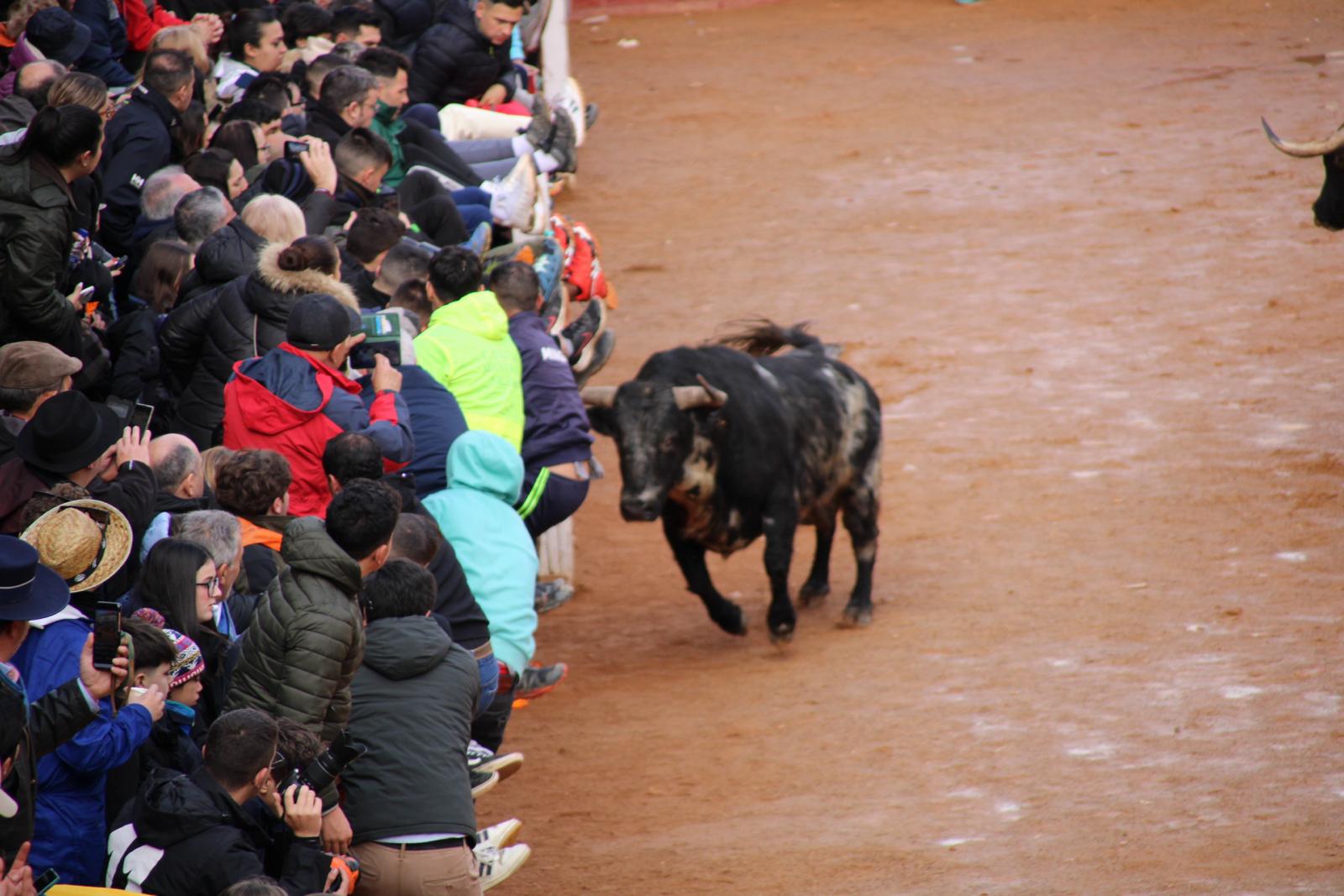 Encierro del martes de Carnaval en Ciudad Rodrigo (6)