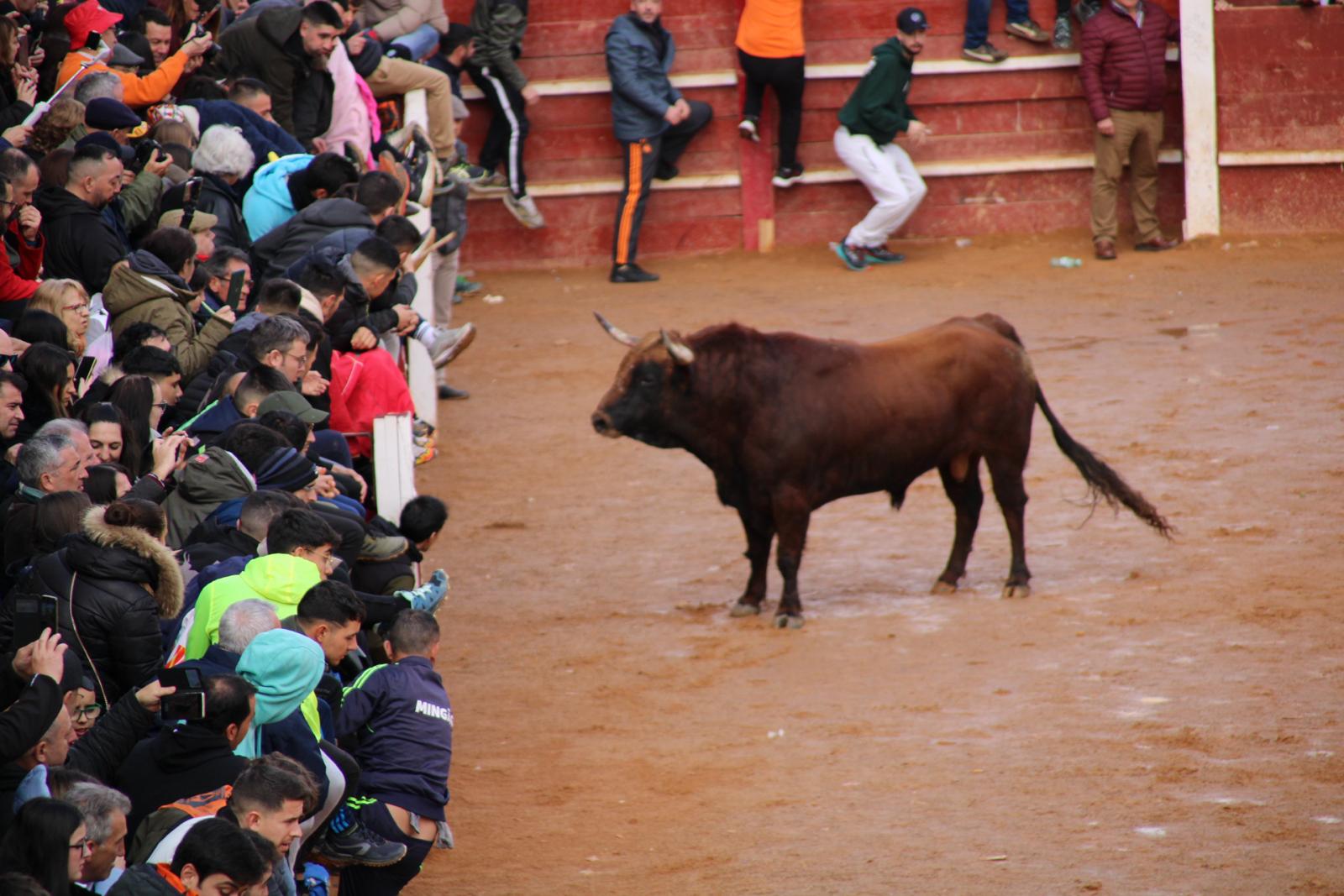 Encierro del martes de Carnaval en Ciudad Rodrigo (7)