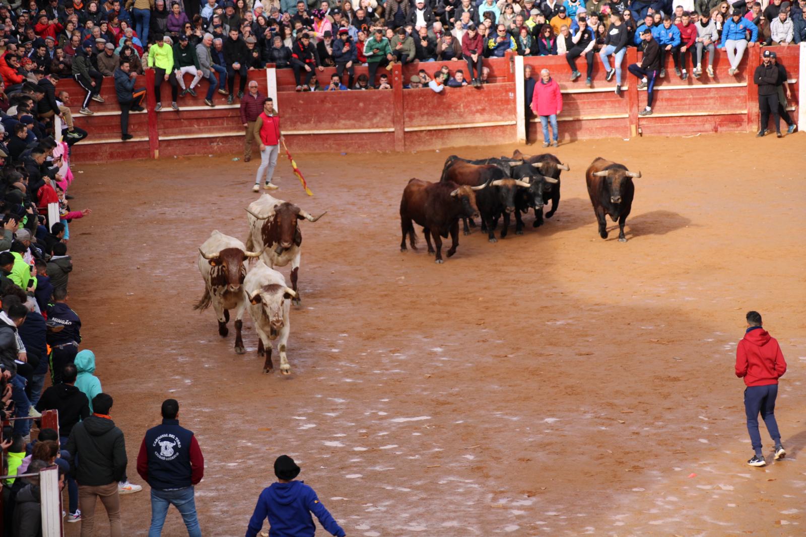 Encierro del martes de Carnaval en Ciudad Rodrigo (10)