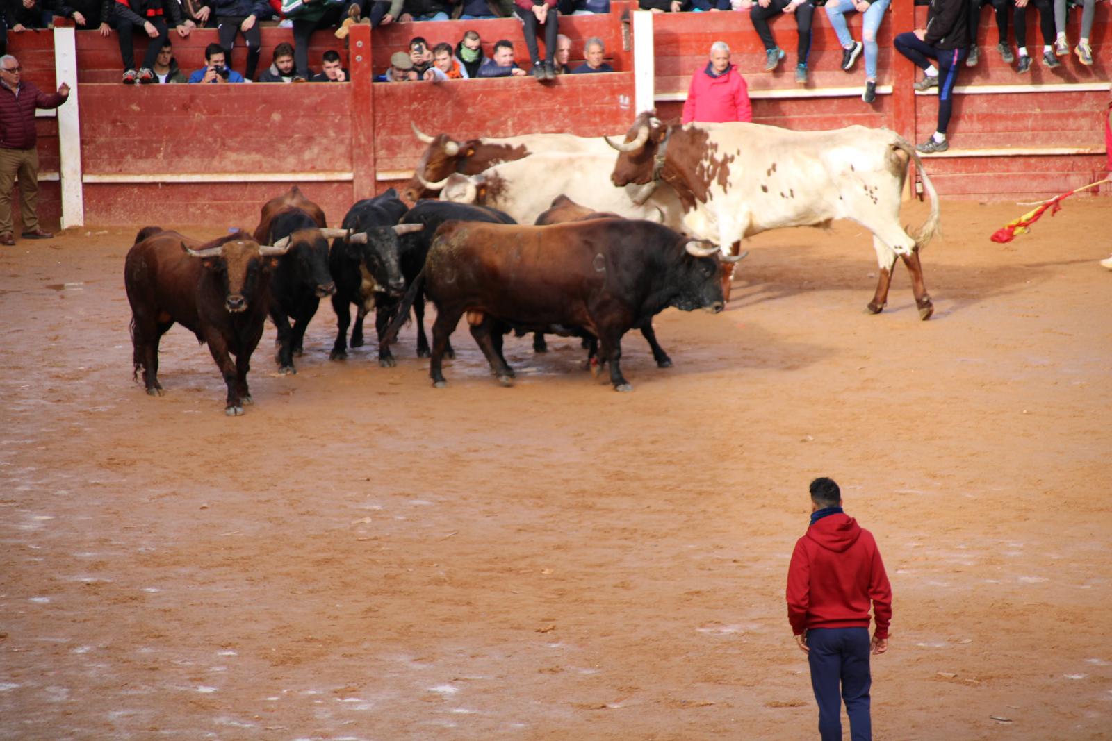 Encierro del martes de Carnaval en Ciudad Rodrigo (17)