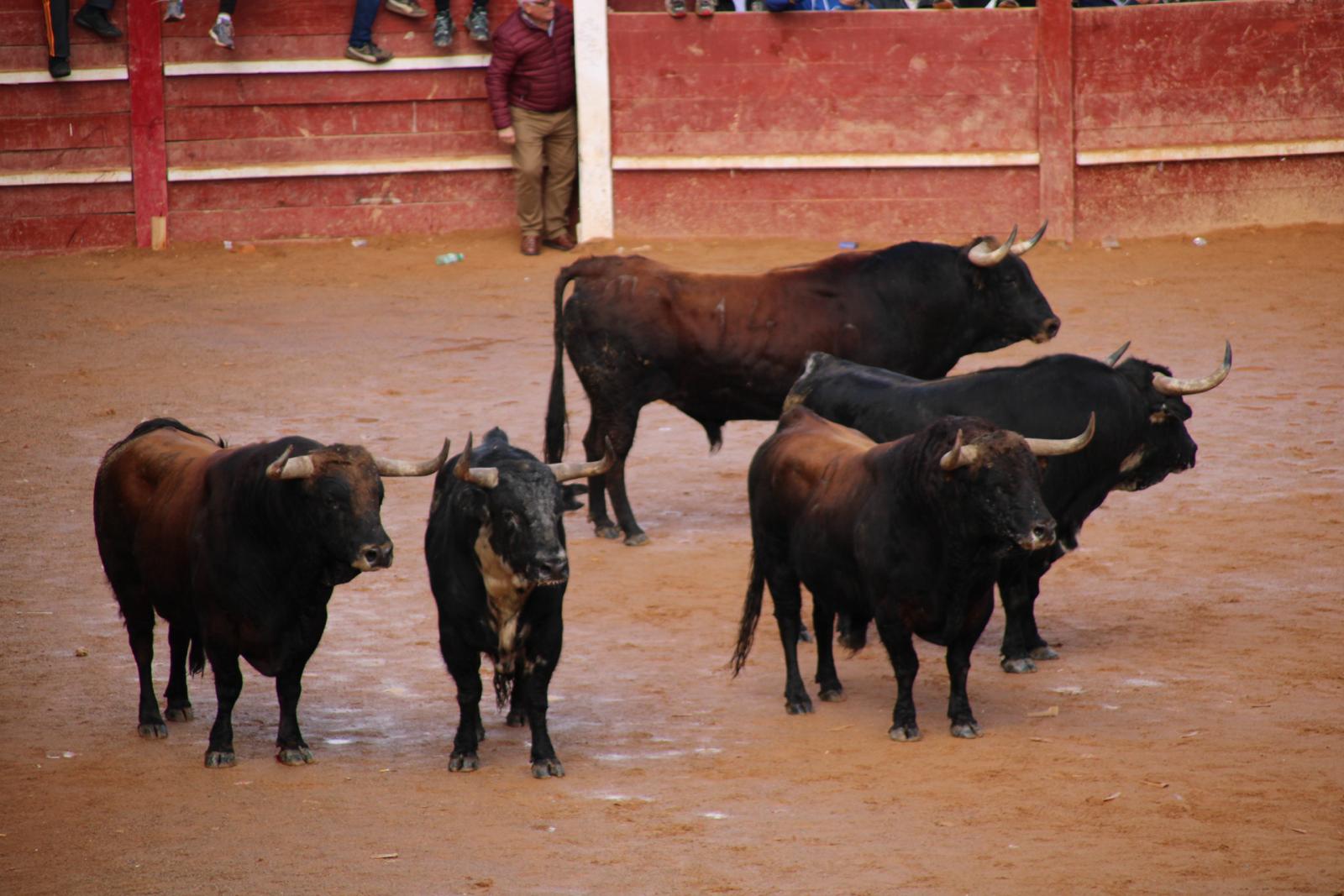 Encierro del martes de Carnaval en Ciudad Rodrigo (18)