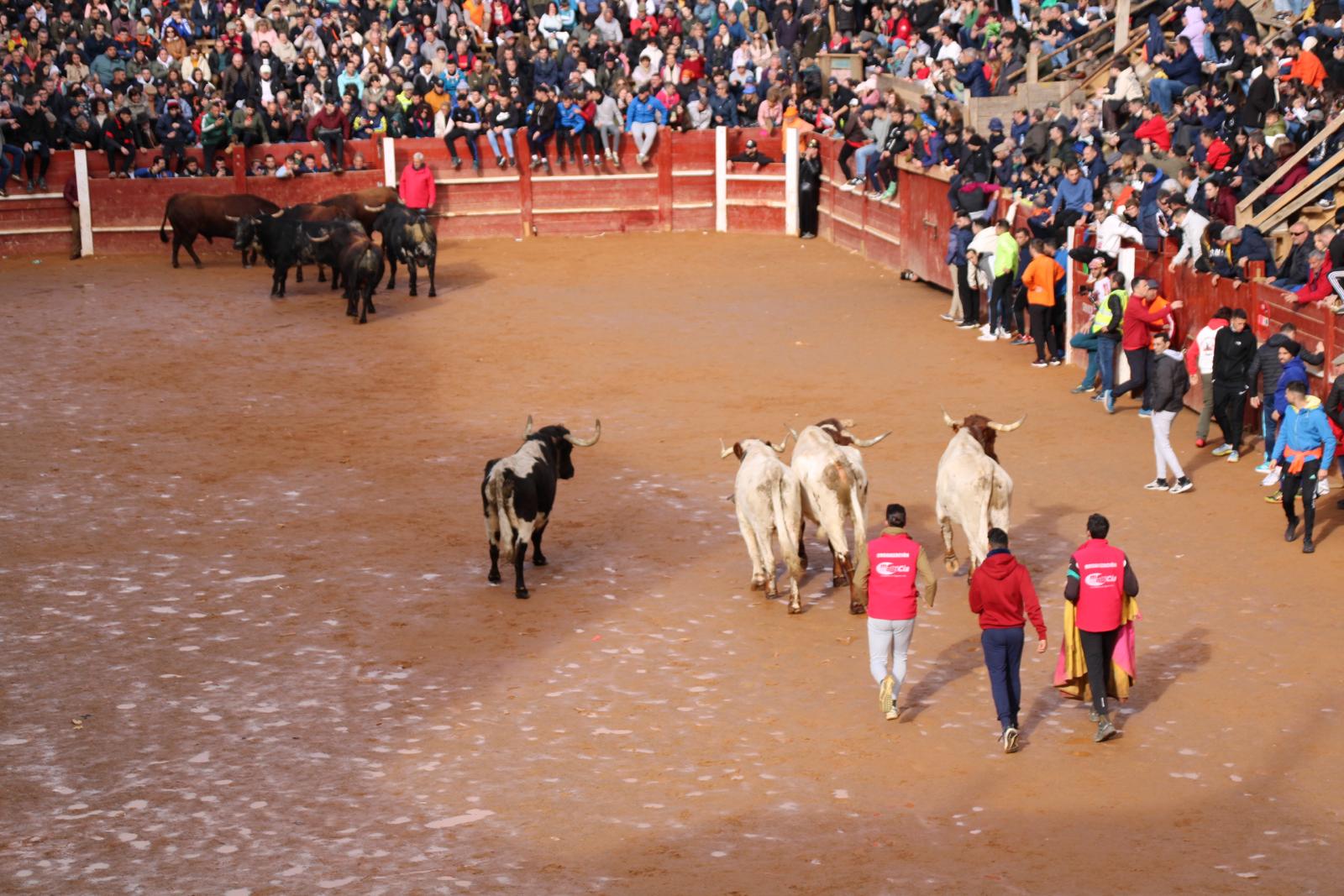 Encierro del martes de Carnaval en Ciudad Rodrigo (19)