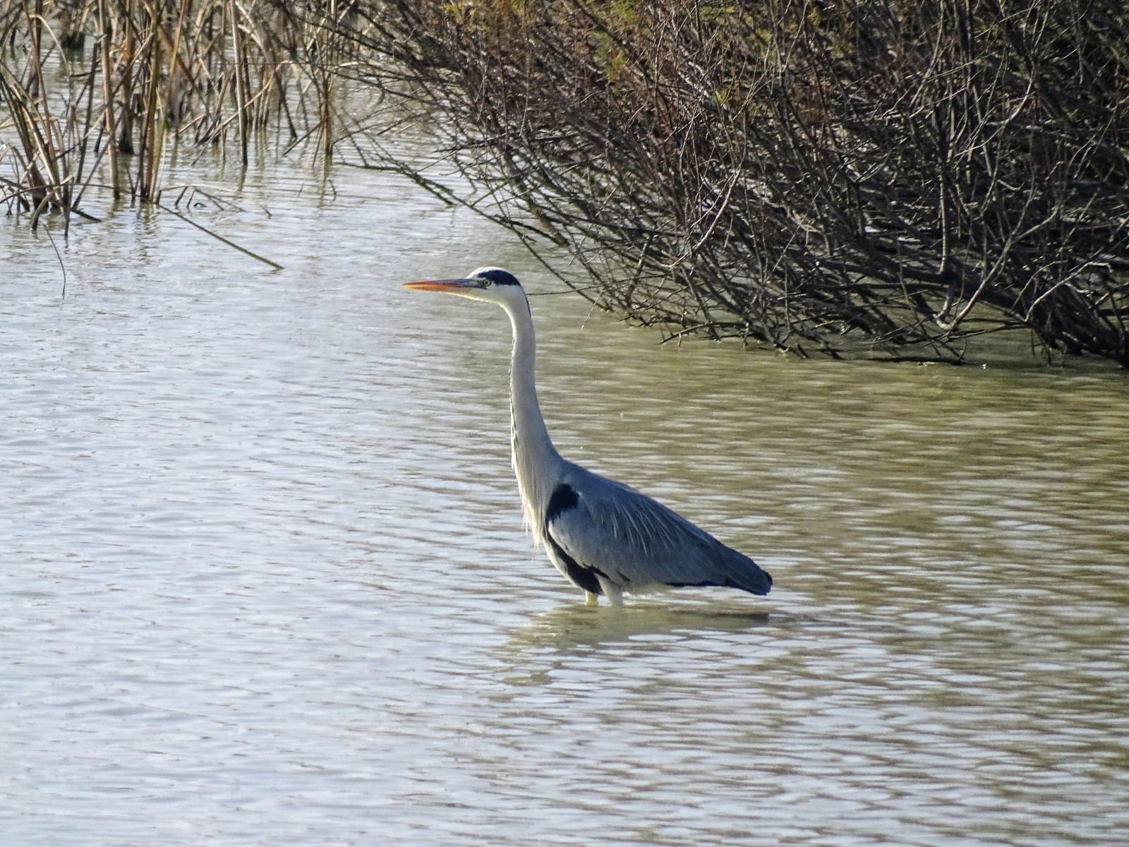 Garza Real. Foto Guillermo Cordero | Aquila Naturaleza