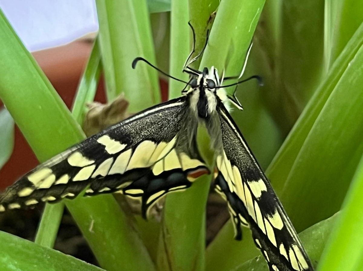 Oasis de mariposas