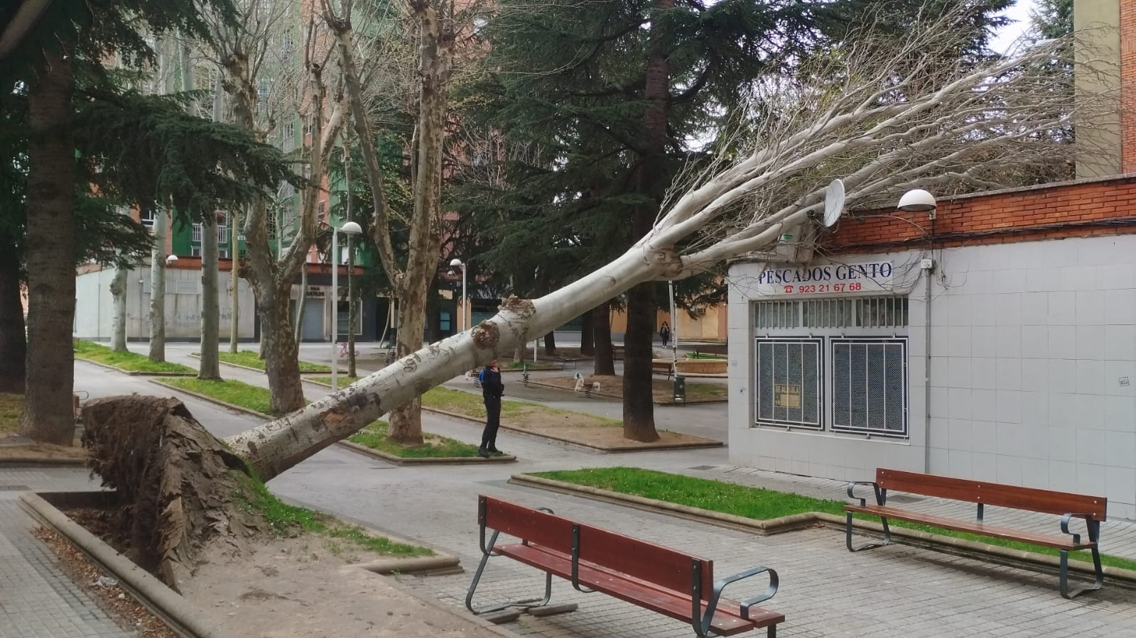 Árbol caído por el temporal 'Nelson' en la calle Maestro Eslava (1)