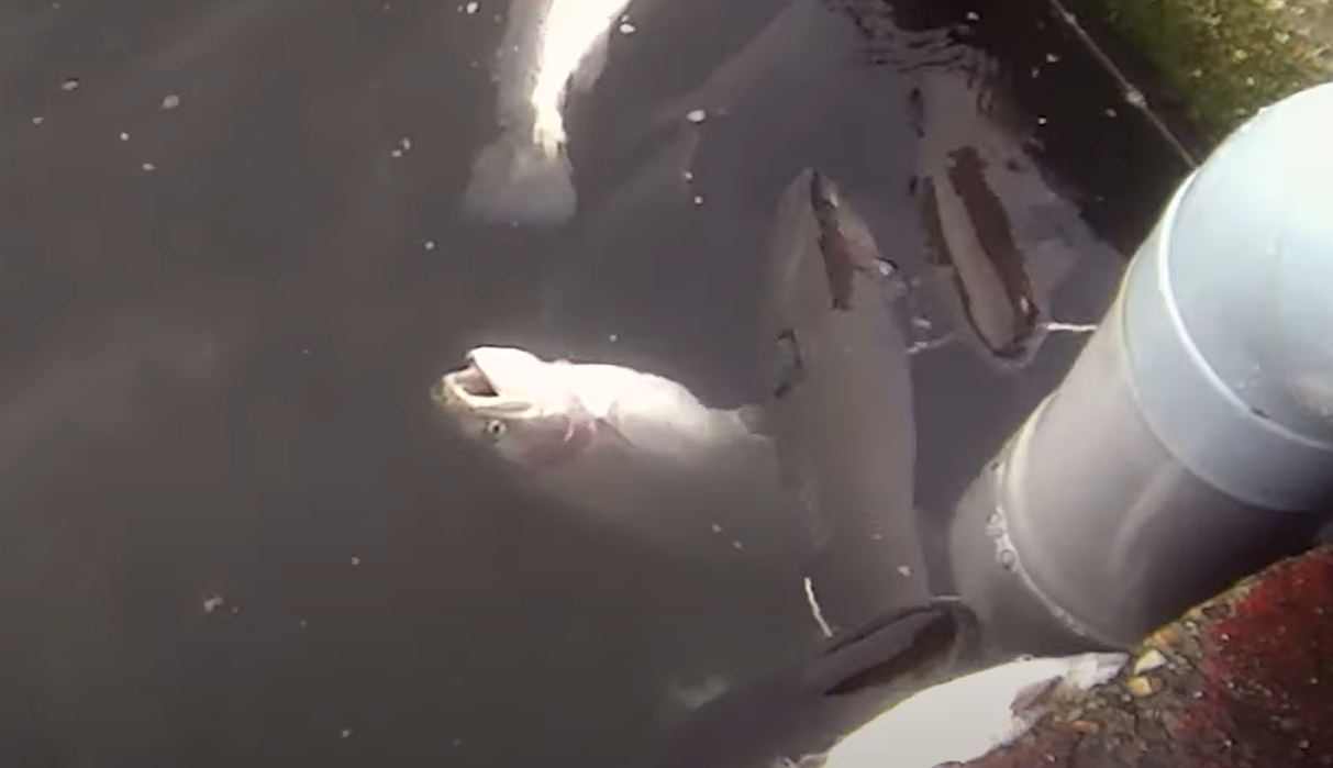 Imagen de la captura de peces en piscifactoría de Piszolla (FFW).