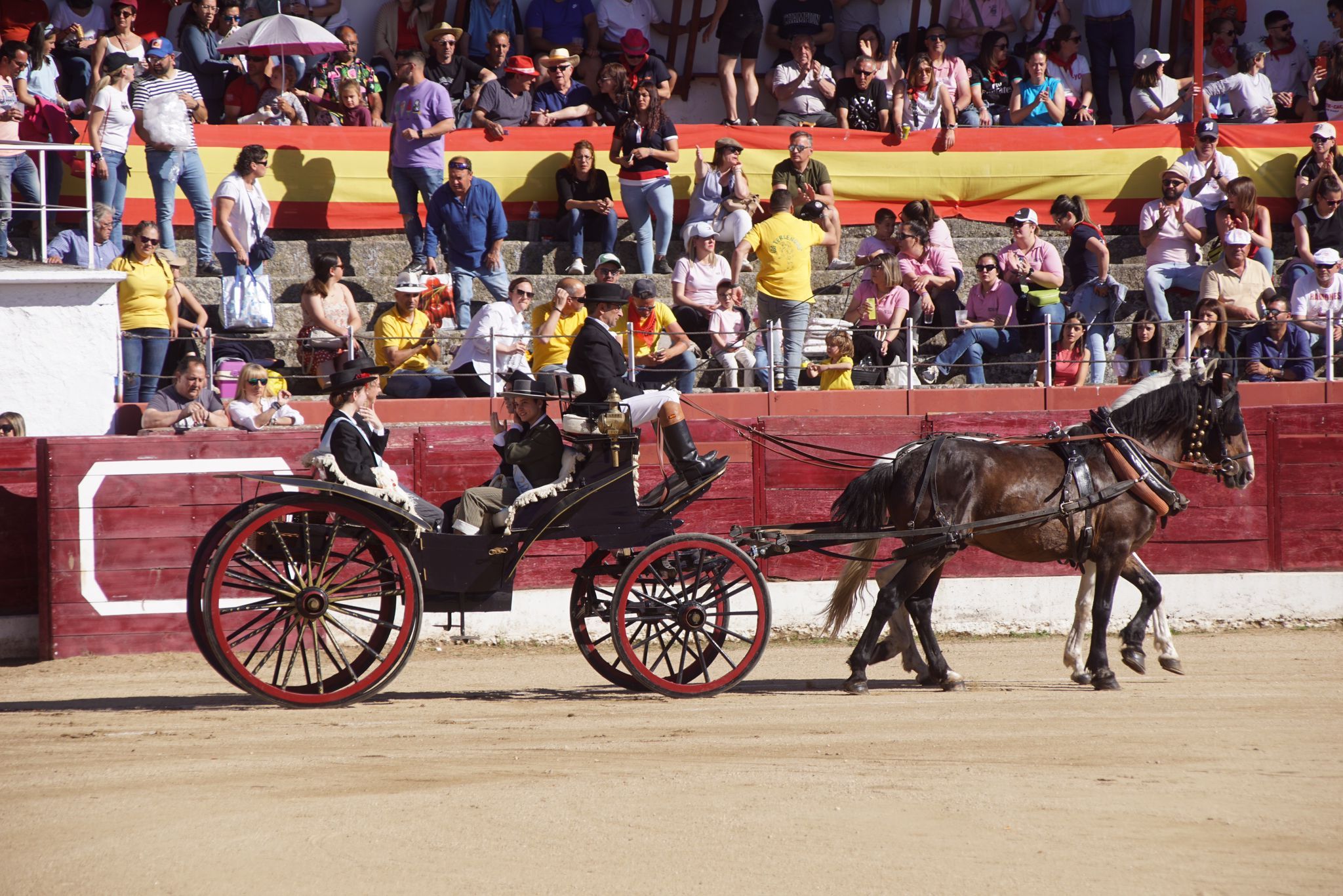 Novillada mixta en el Corpus de Ledesma 2024. Fotos Juanes 