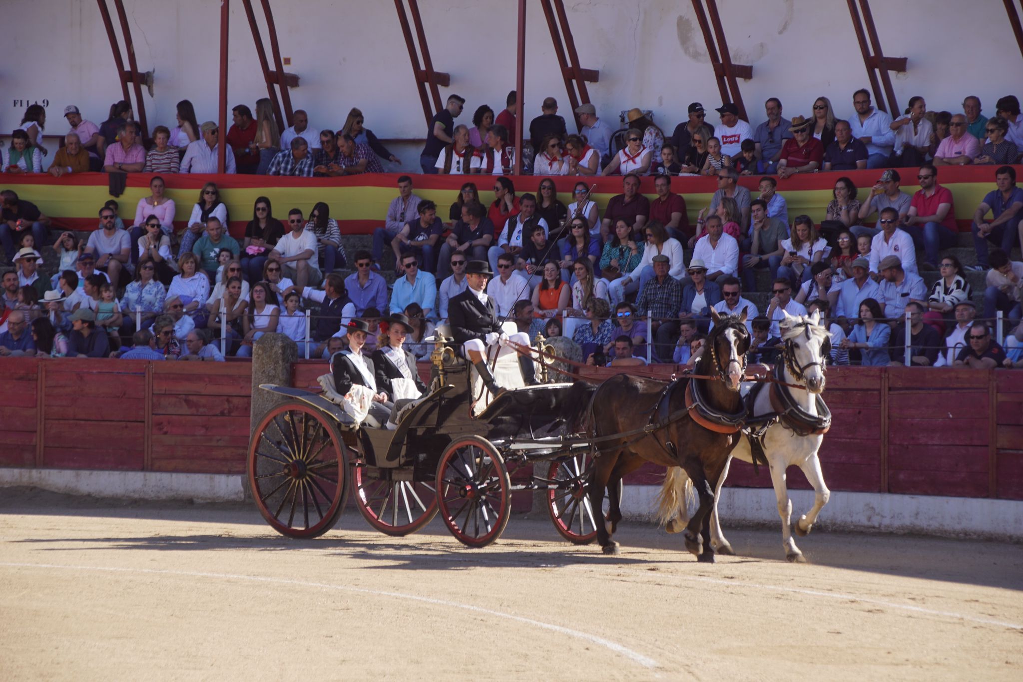 Novillada mixta en el Corpus de Ledesma 2024. Fotos Juanes 