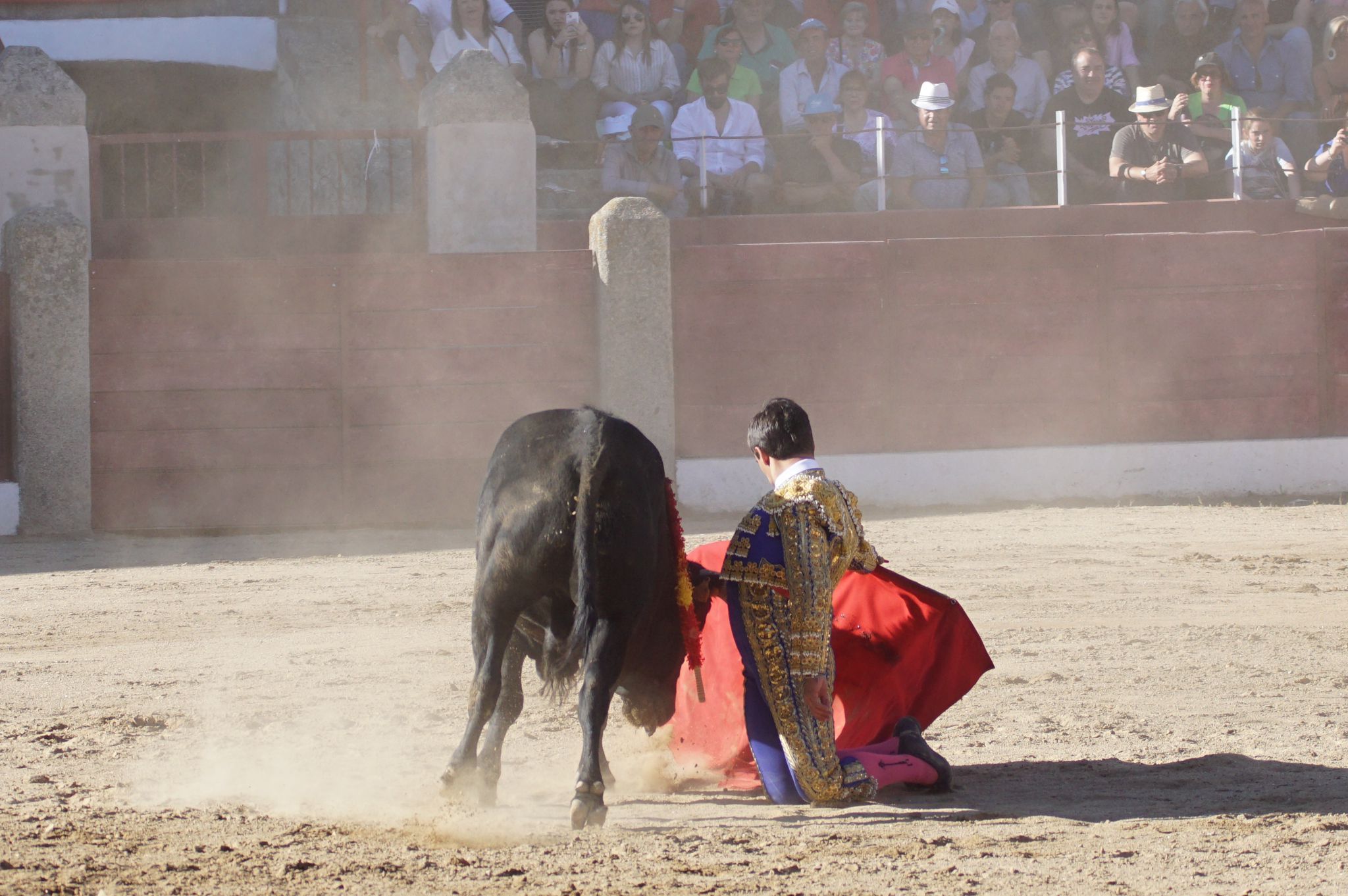 Novillada mixta en el Corpus de Ledesma 2024. Fotos Juanes