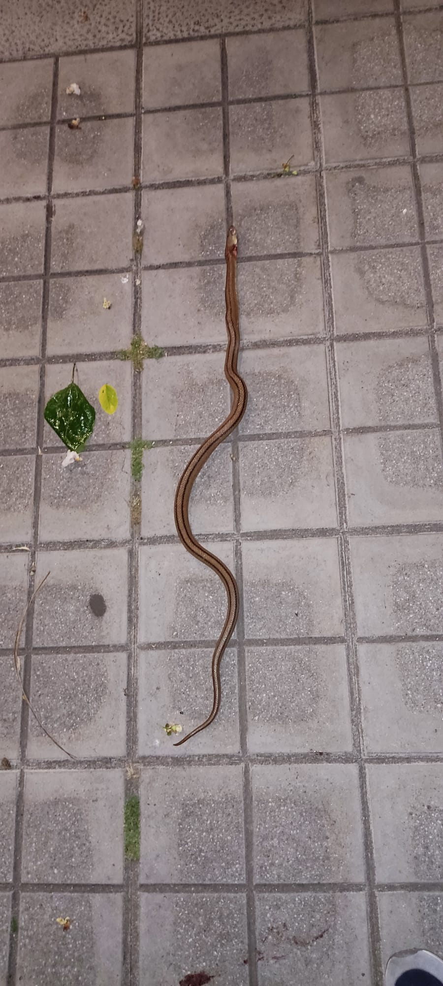Reptil en zonas peatonales, Huerta de la Vega