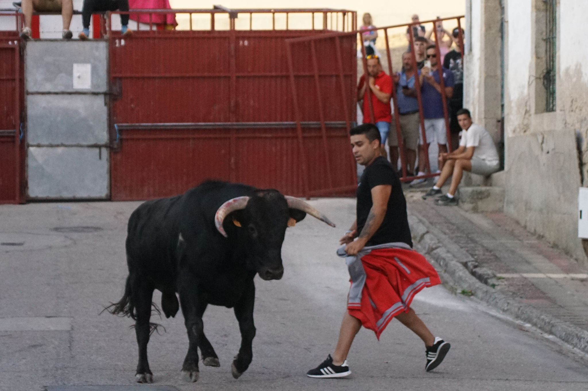 Ledesma disfruta de su primer Toro de Cajón y suelta de vaquilla