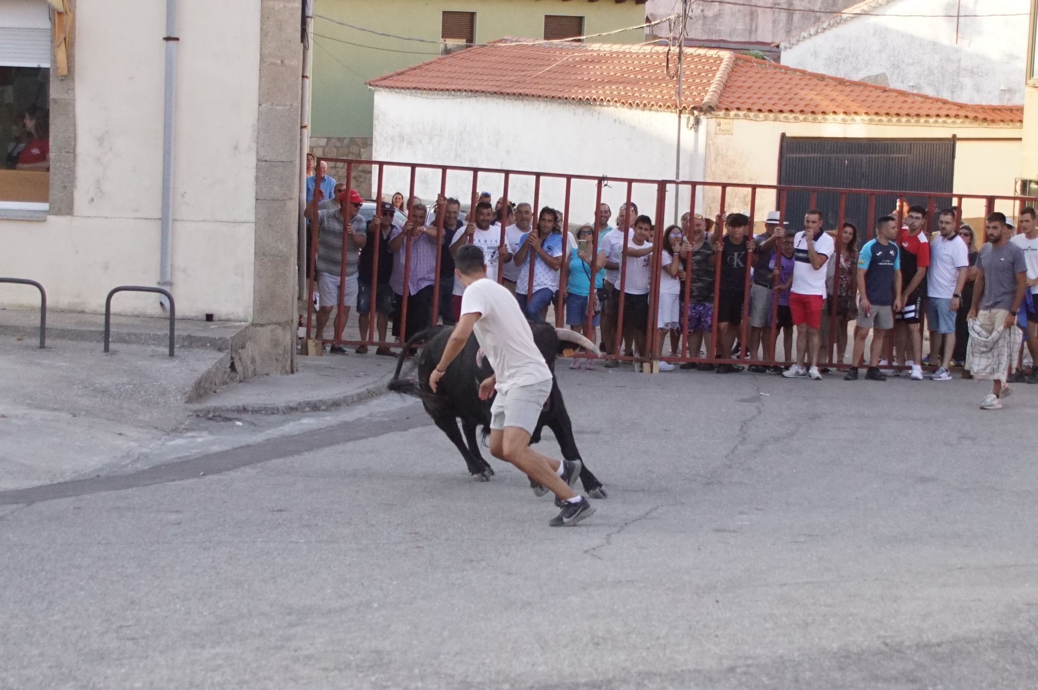 Ledesma disfruta de su primer Toro de Cajón y suelta de vaquilla