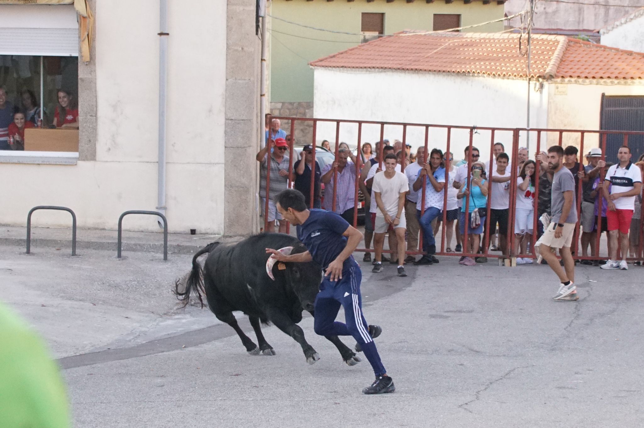 Ledesma disfruta de su primer Toro de Cajón y suelta de vaquilla